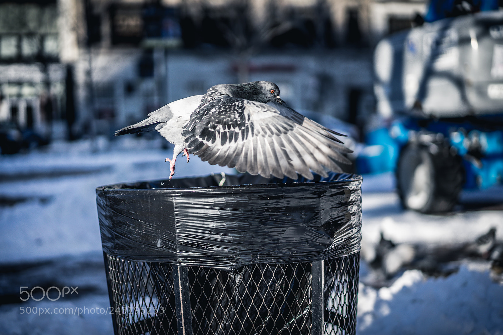 Sony a7 sample photo. Pidgy fly photography