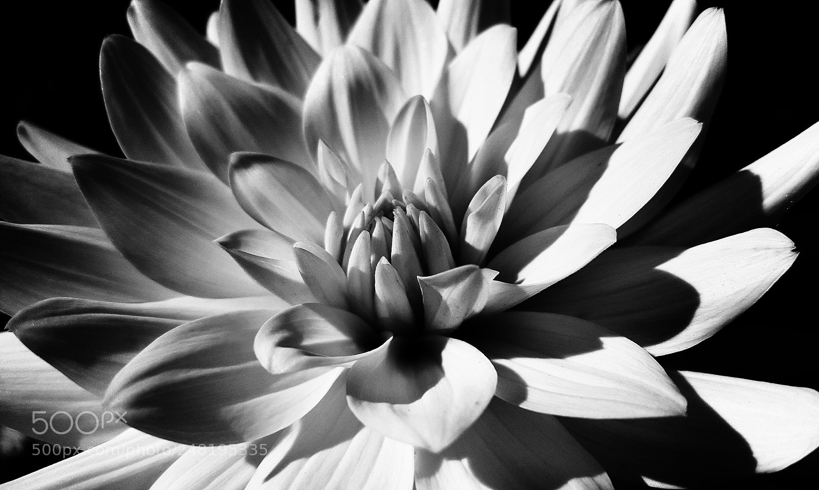 Samsung Galaxy S6 sample photo. Dahlia3 photography