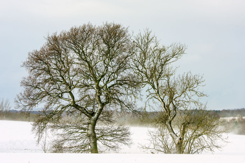 Nikon D810 sample photo. Late snow photography