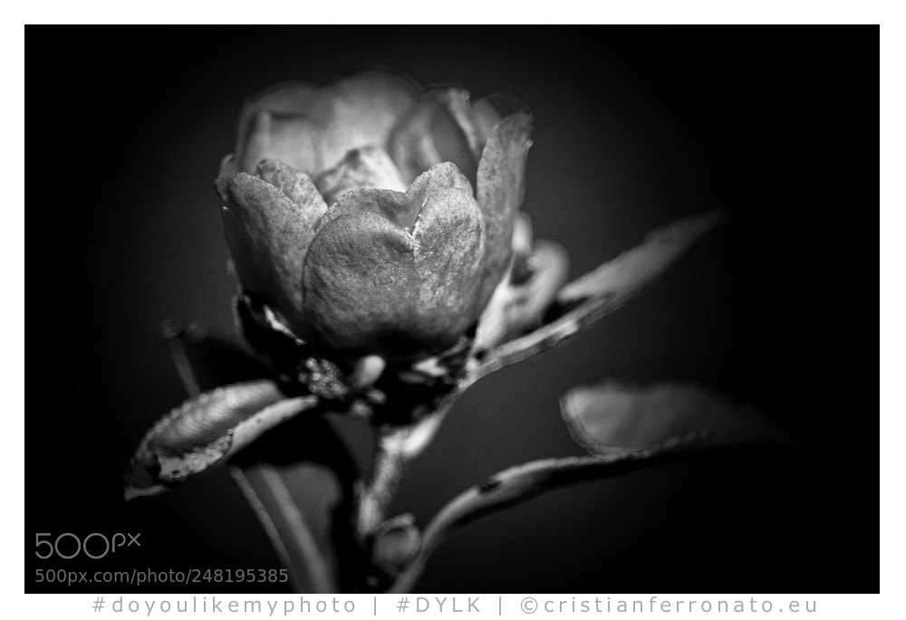 Canon EOS 750D (EOS Rebel T6i / EOS Kiss X8i) sample photo. Camelia bn photography