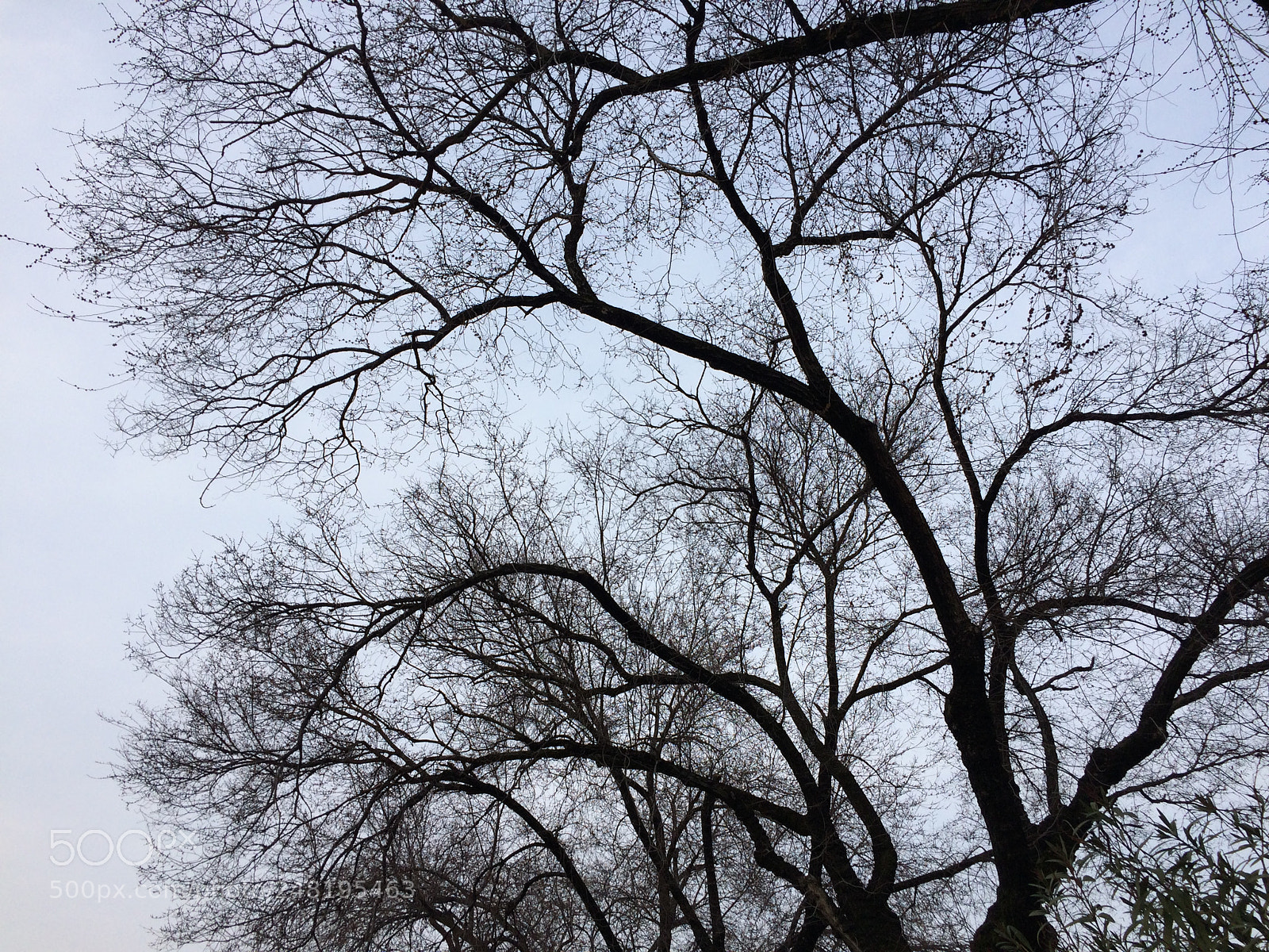 Apple iPhone 5s sample photo. Trees photography