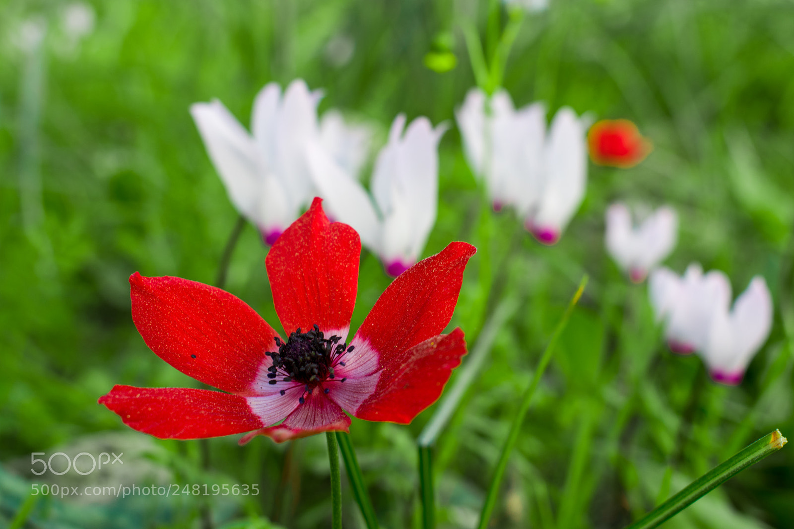 Nikon D3400 sample photo. Macro photography