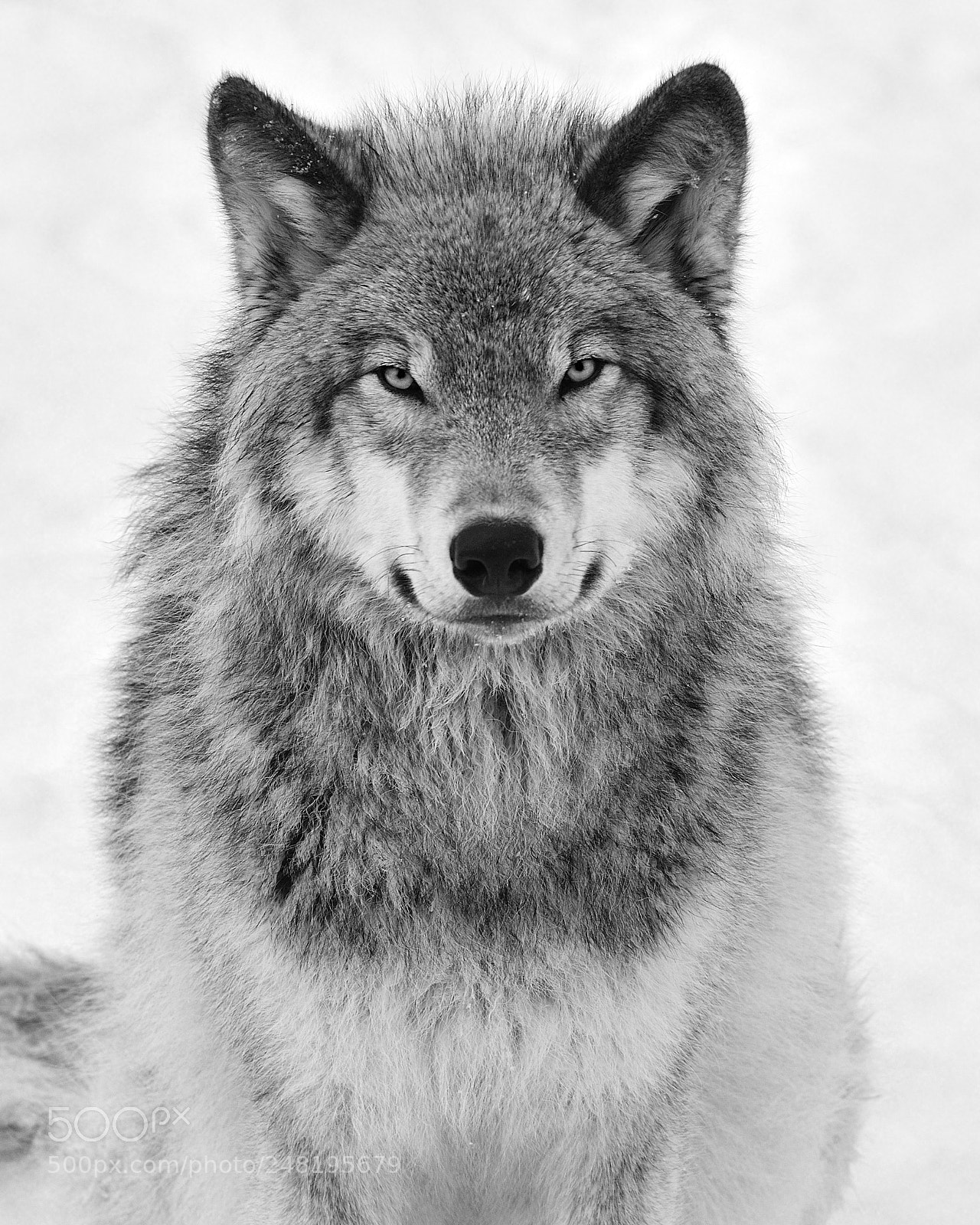 Nikon D3S sample photo. Monotone timber wolf photography