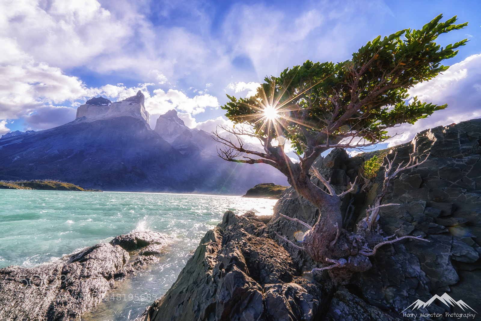 Sony a7R II sample photo. Walking tree photography