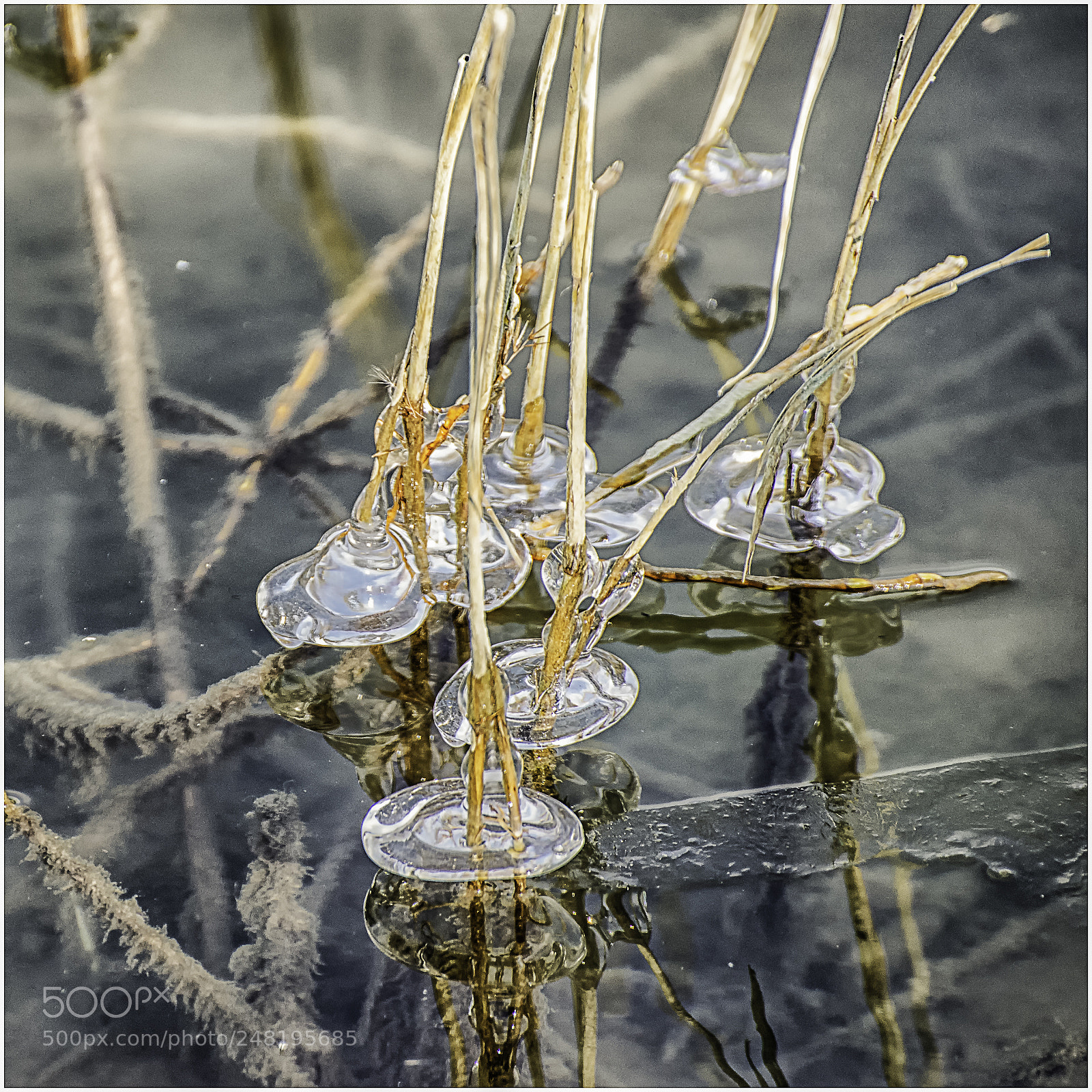 Nikon D610 sample photo. Sculpture de glace. photography