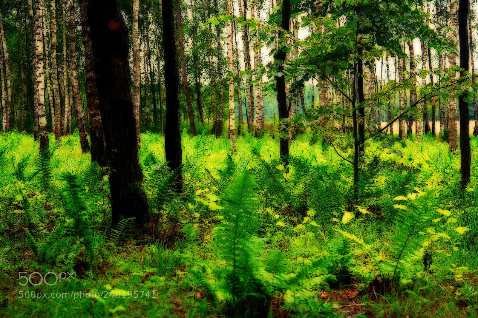 Canon EOS 1000D (EOS Digital Rebel XS / EOS Kiss F) sample photo. Magic fern photography