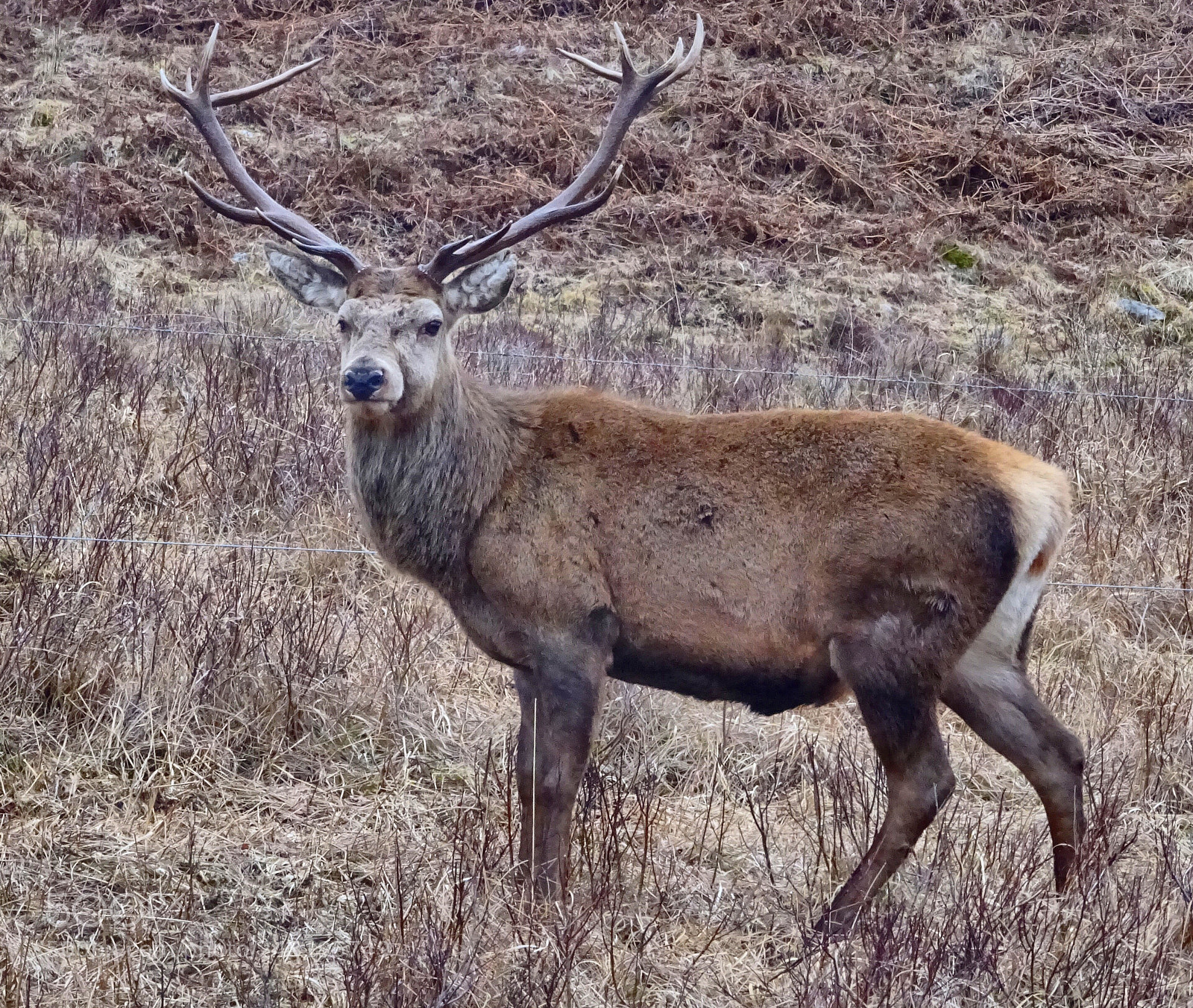 Sony Cyber-shot DSC-WX350 sample photo. Stag by loch arkaig. photography