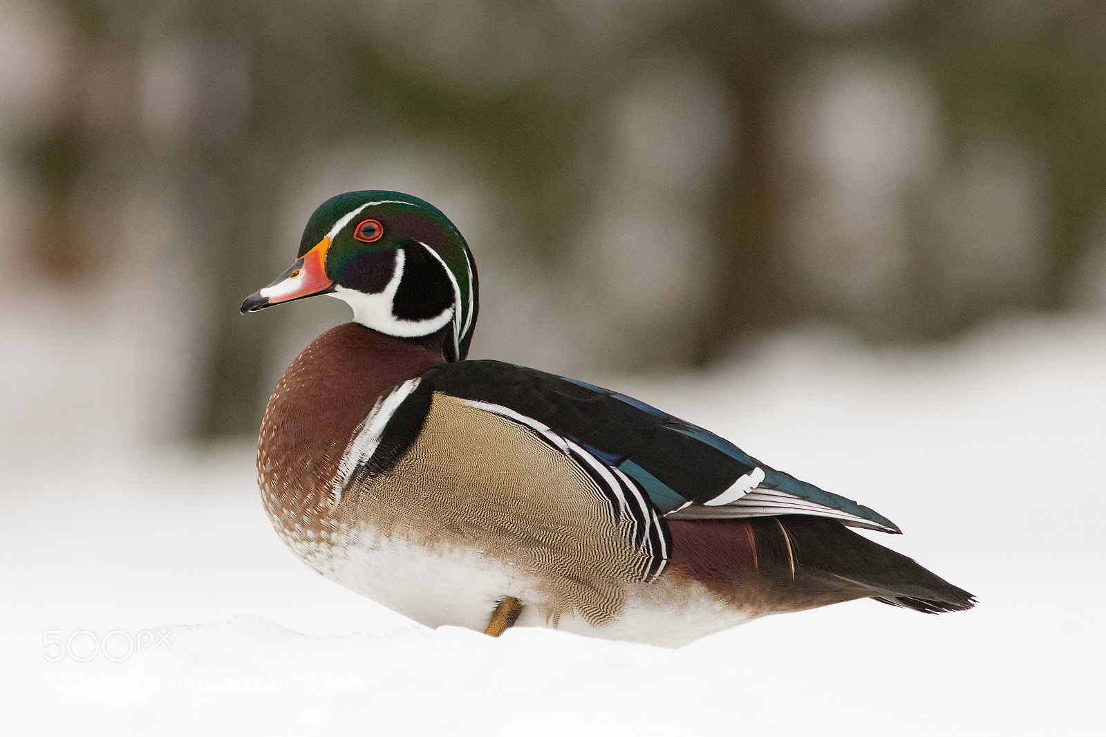 Canon EOS 80D sample photo. Wood duck in winter photography