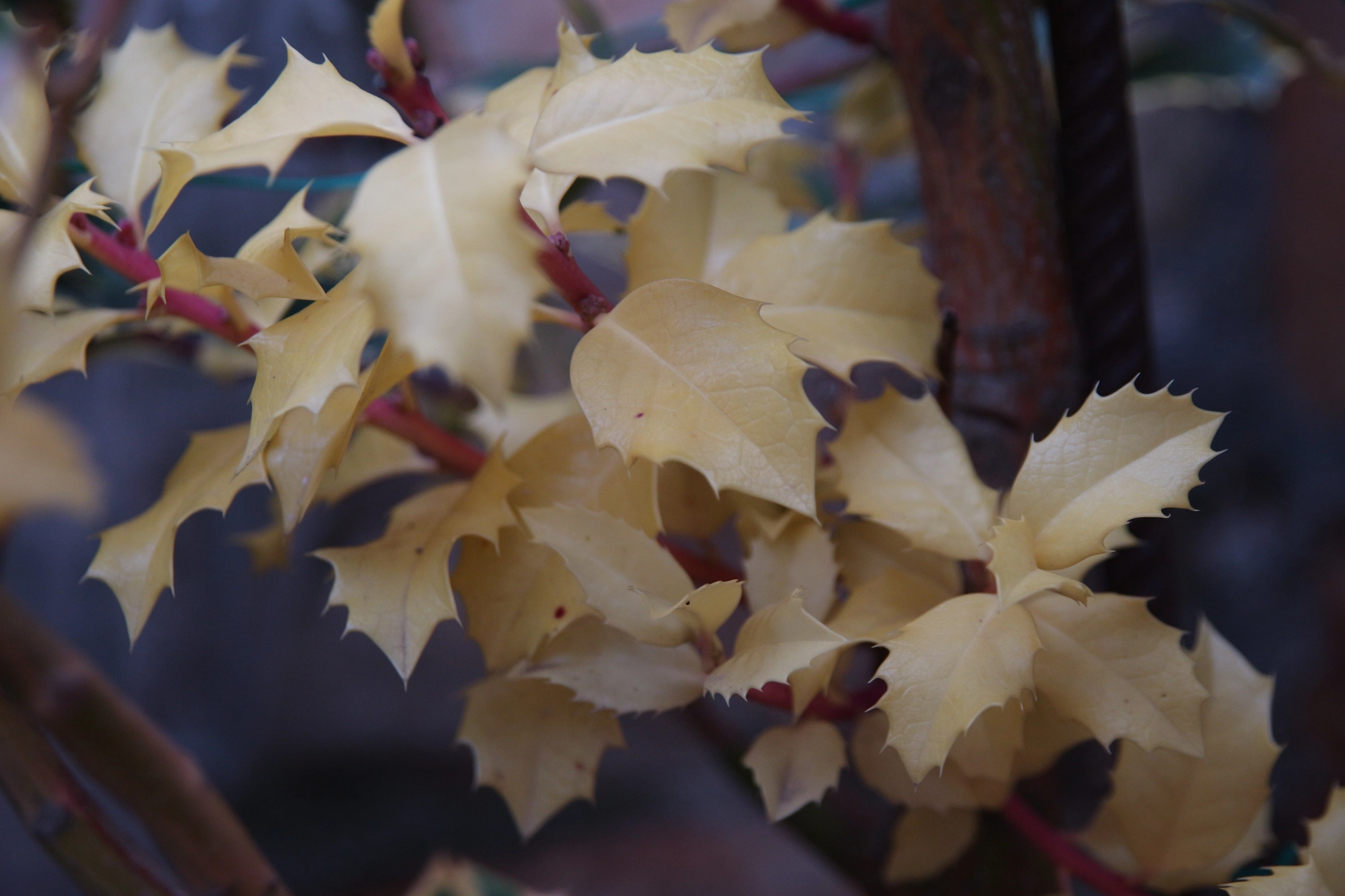 Sigma 17-70mm F2.8-4 DC Macro OS HSM sample photo