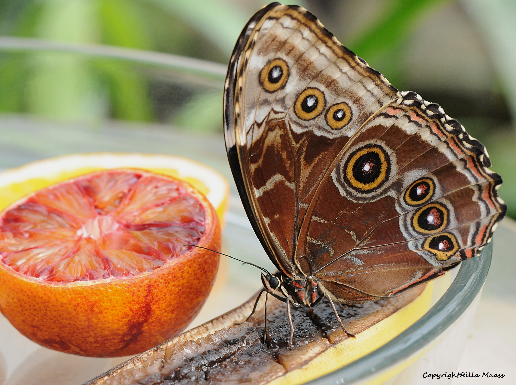 Nikon D300 sample photo. Sweet photography