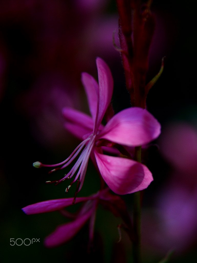 Nikon AF Nikkor 24-85mm F2.8-4D IF sample photo. Gaura lindheimeri photography