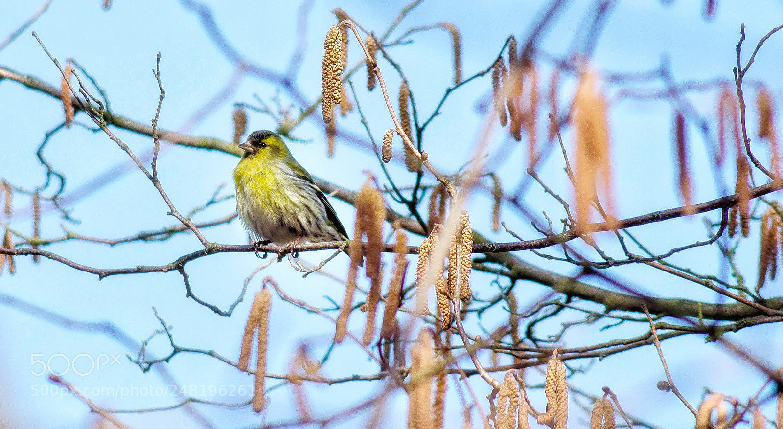 Sony SLT-A58 sample photo. Vogel im baum photography