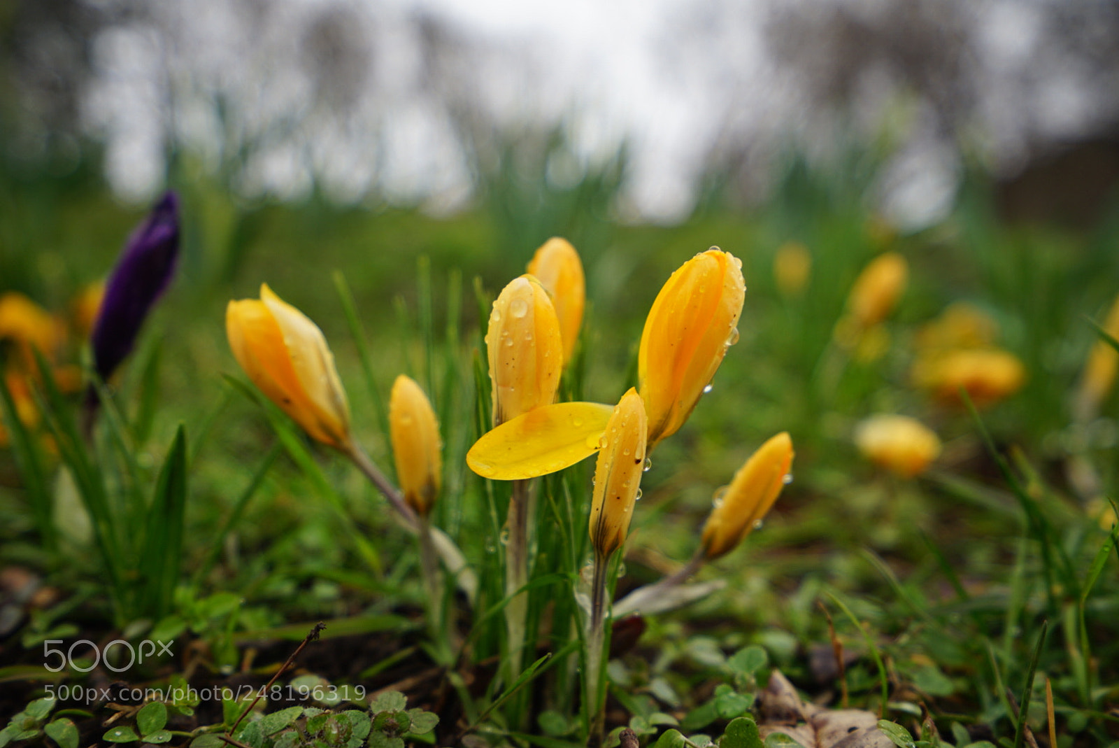 Sony a7 II sample photo. Flower photography