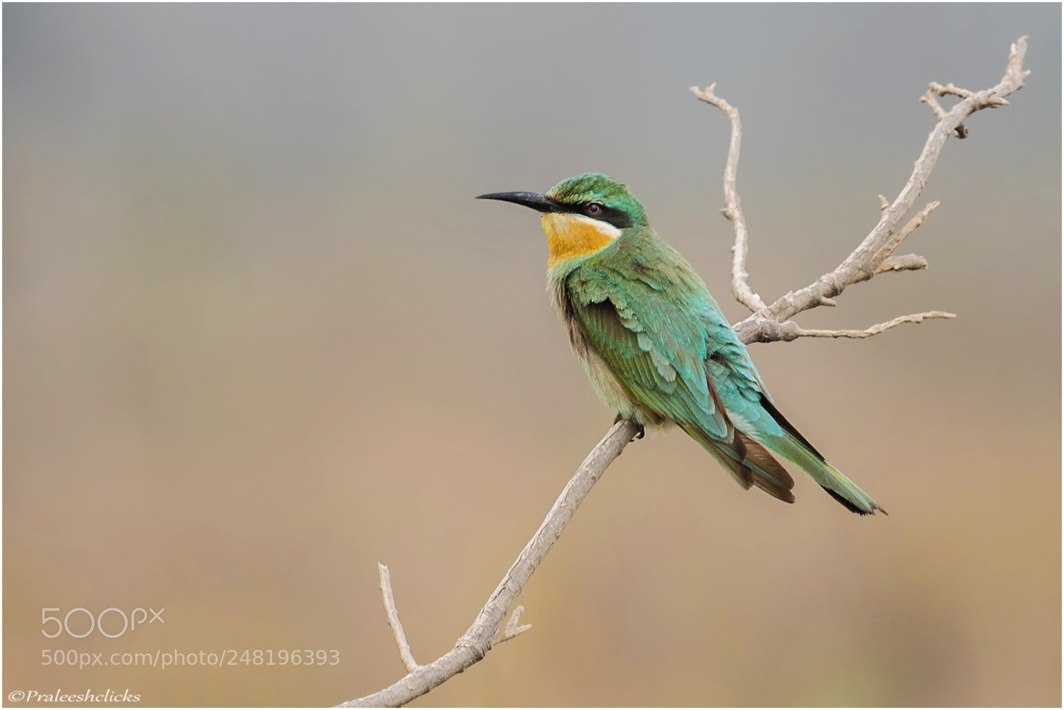 Nikon D500 sample photo. Blue-cheeked bee-eater photography