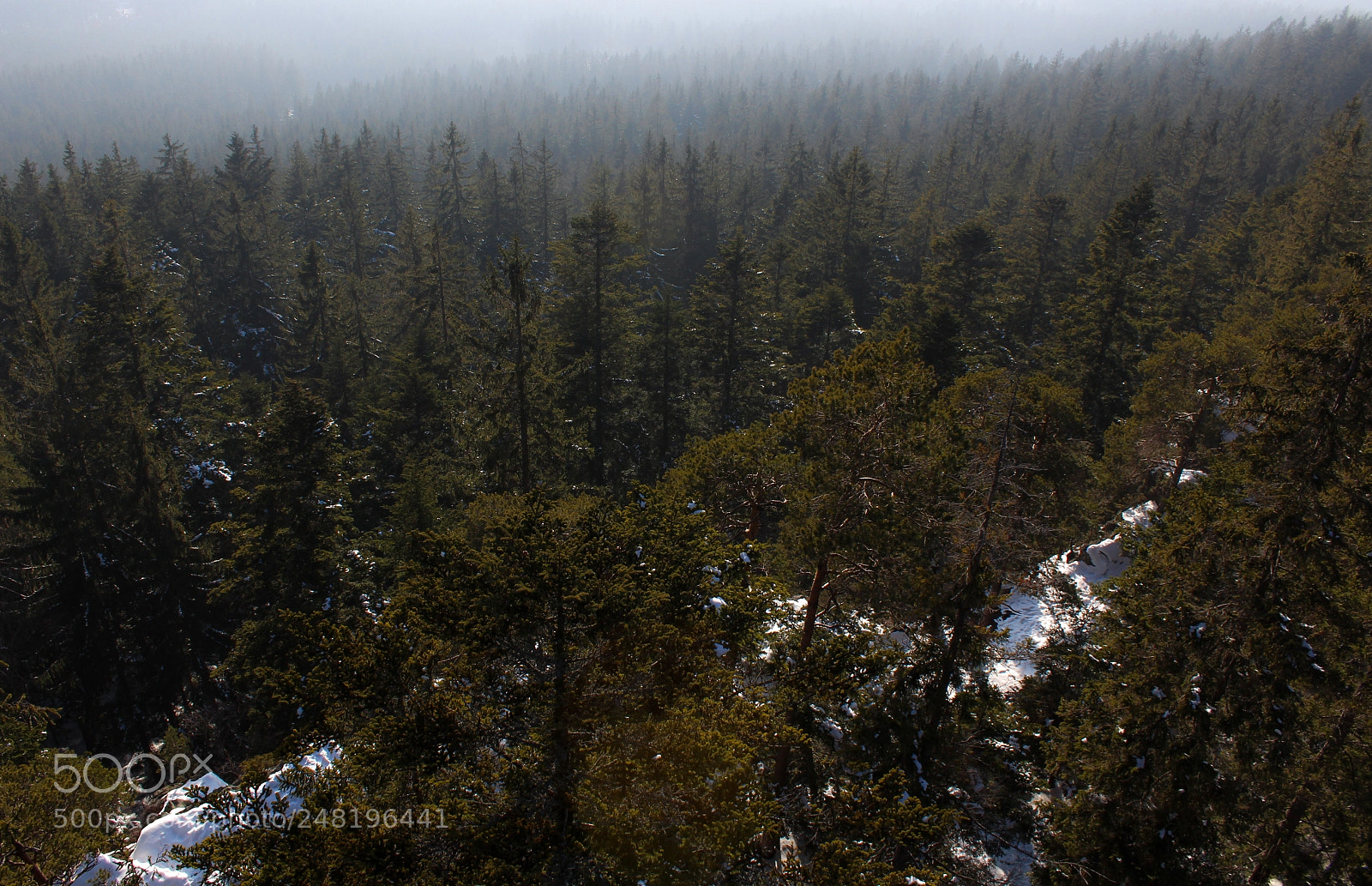 Canon EOS 1300D (EOS Rebel T6 / EOS Kiss X80) sample photo. Winter time forest view photography