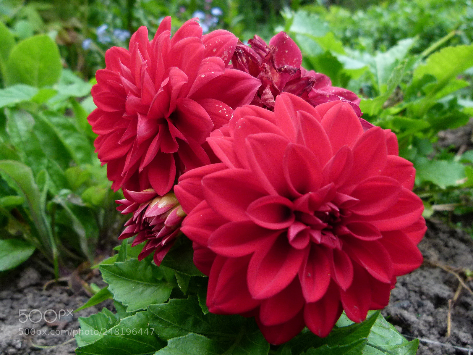 Panasonic Lumix DMC-FZ100 sample photo. Flowers photography