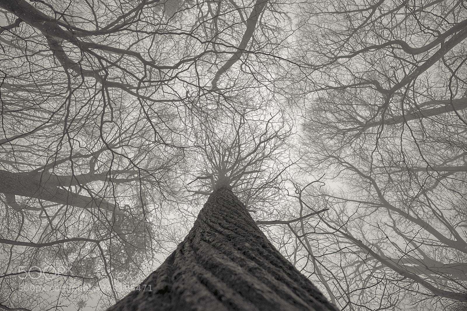 Sony a7R II sample photo. Winter fog and huge photography