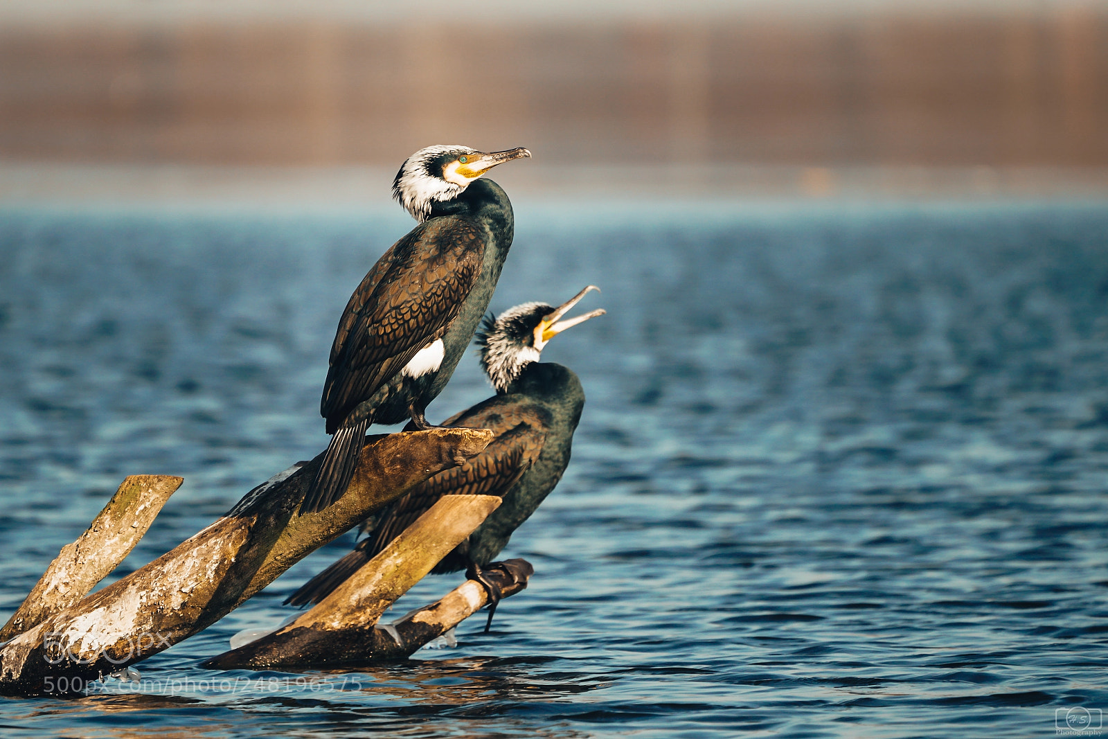 Sony a7R II sample photo. Sunbathing kormoran photography