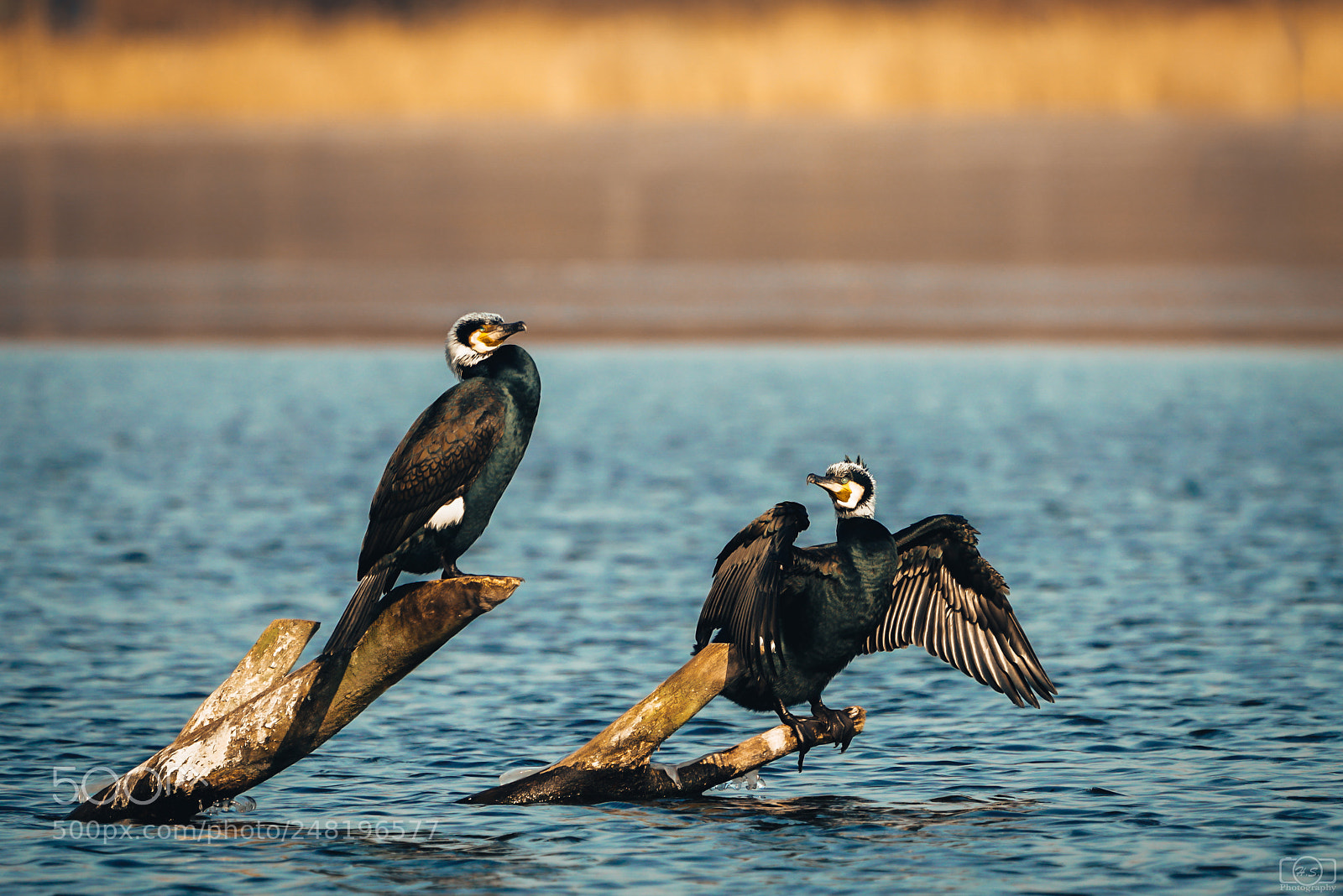 Sony a7R II sample photo. Sunbathing kormoran photography