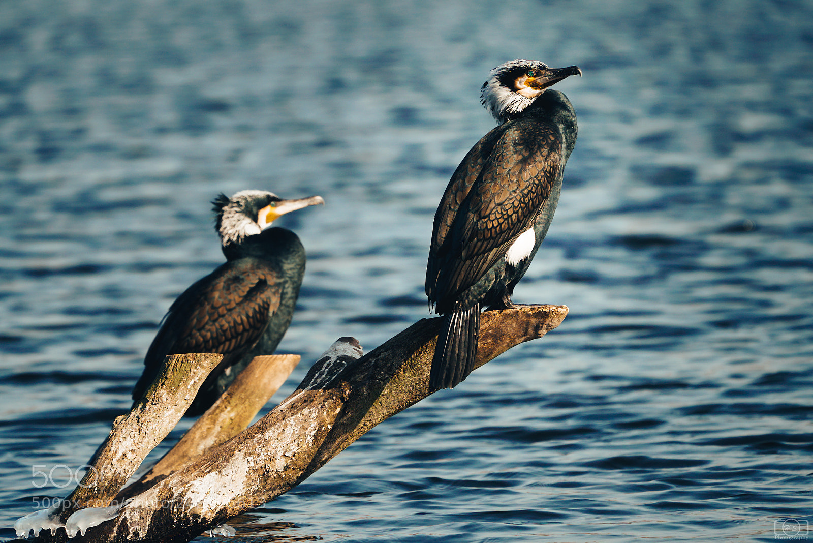 Sony a7R II sample photo. Sunbathing kormoran photography
