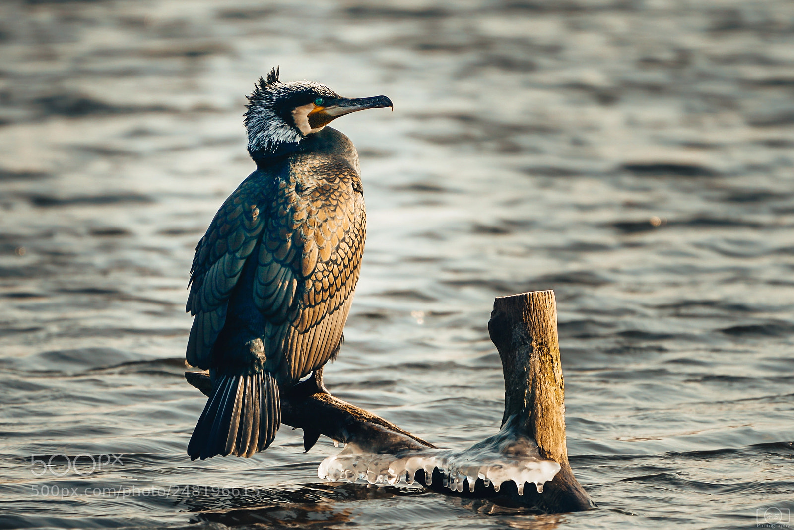 Sony a7R II sample photo. Sunbathing kormoran photography