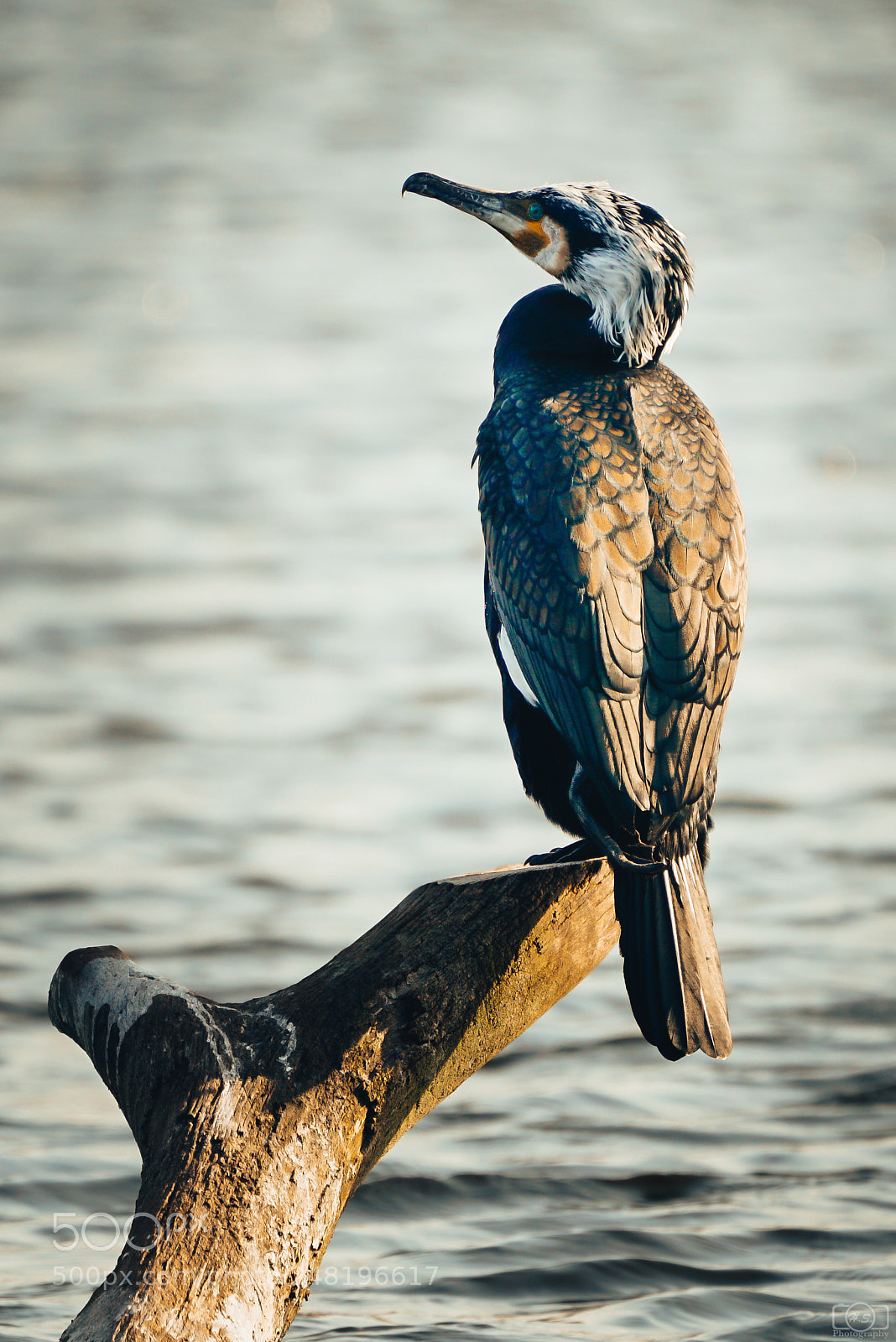 Sony a7R II sample photo. Sunbathing kormoran photography
