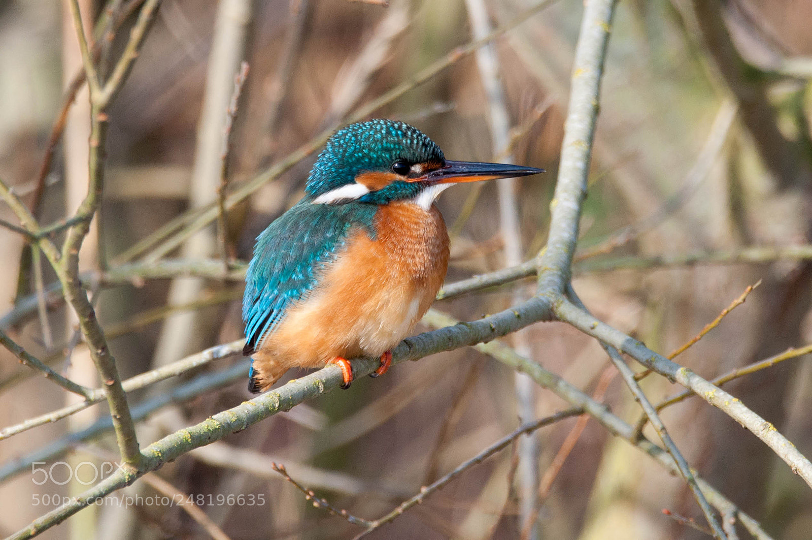 Nikon D90 sample photo. Ijsvogel photography