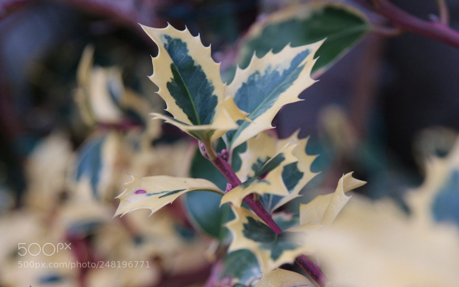Canon EOS M10 sample photo. Untitled photography