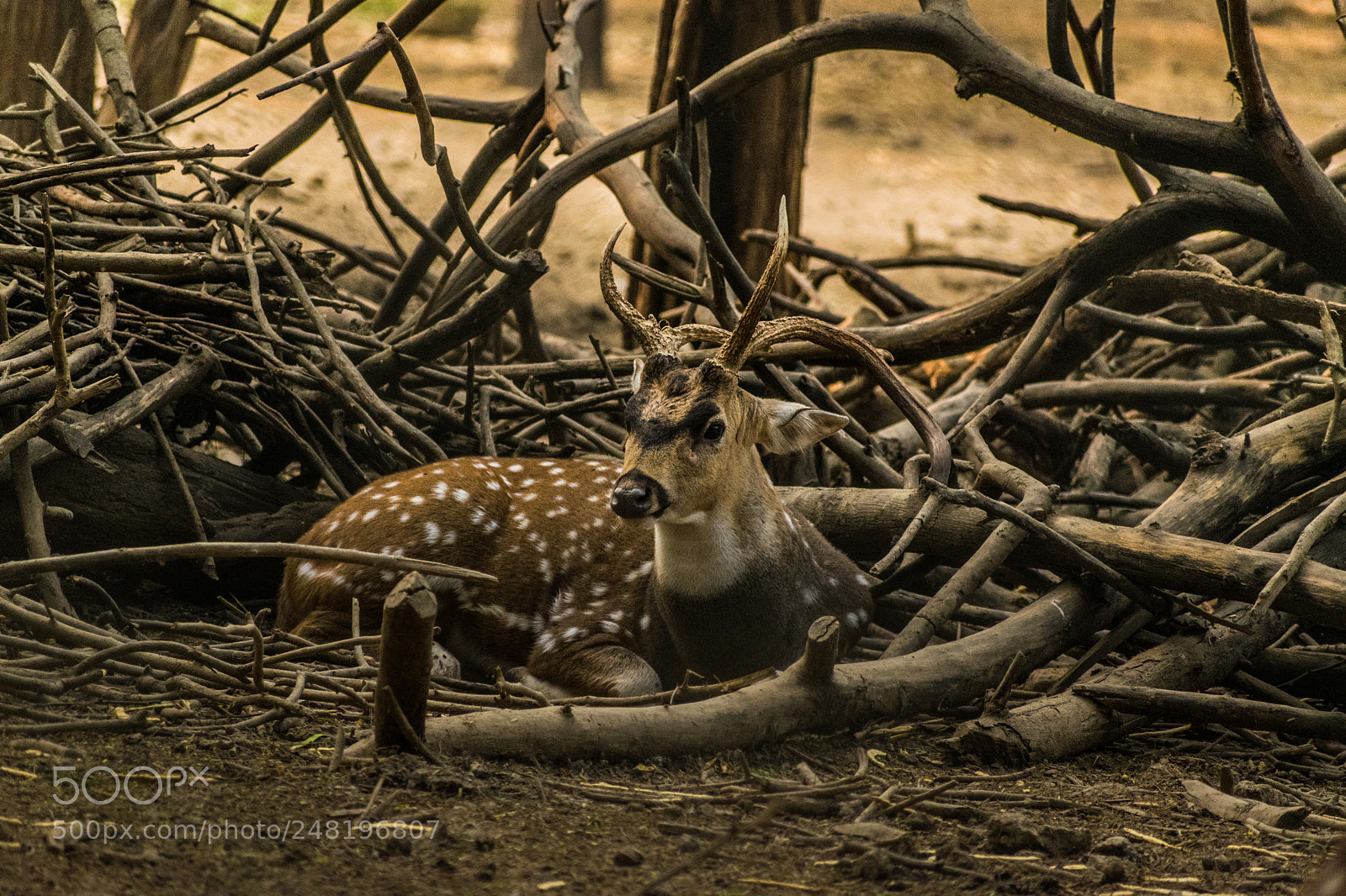 Nikon D5300 sample photo. Deer photography