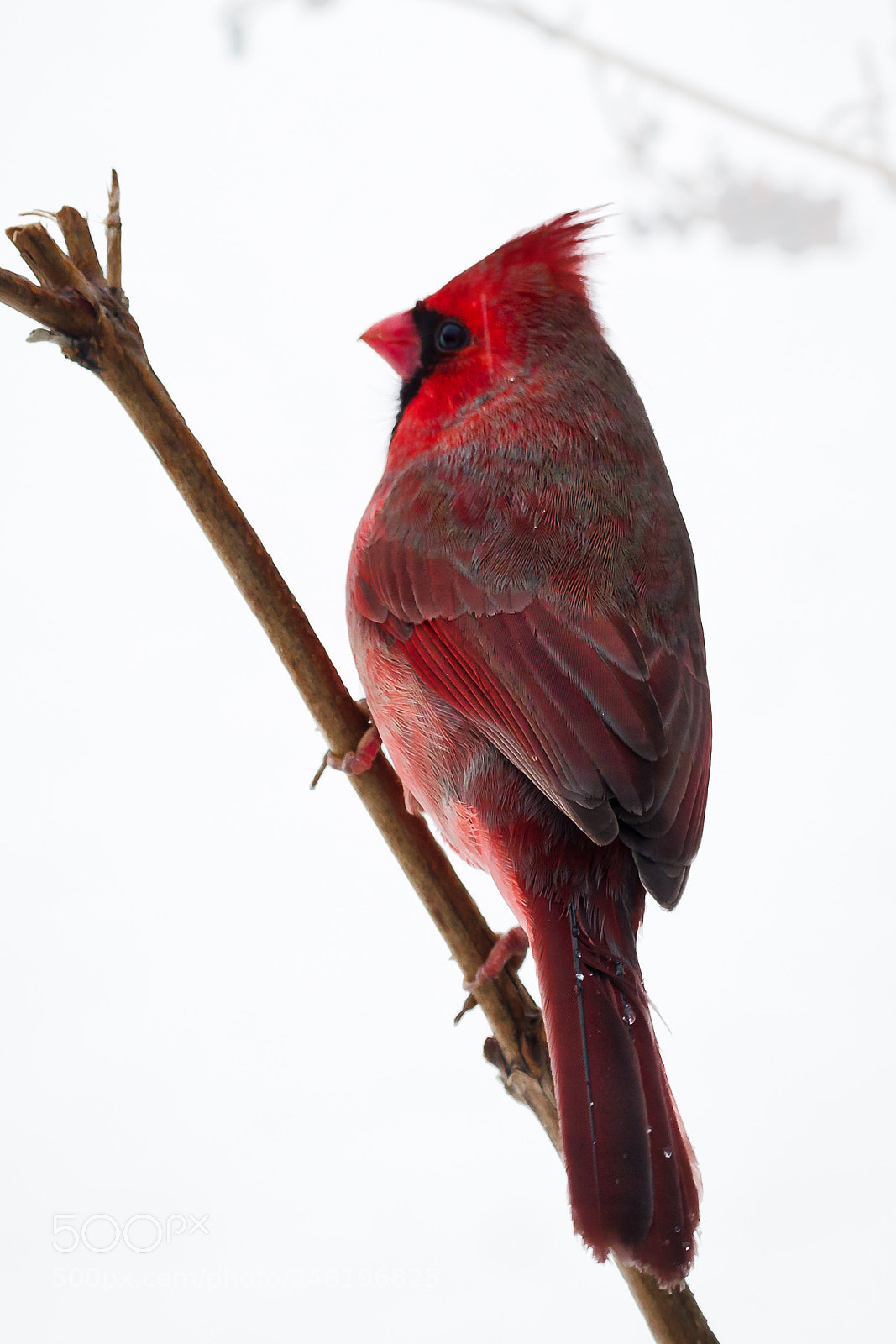 Canon EOS 7D Mark II sample photo. Perched northern cardinal photography