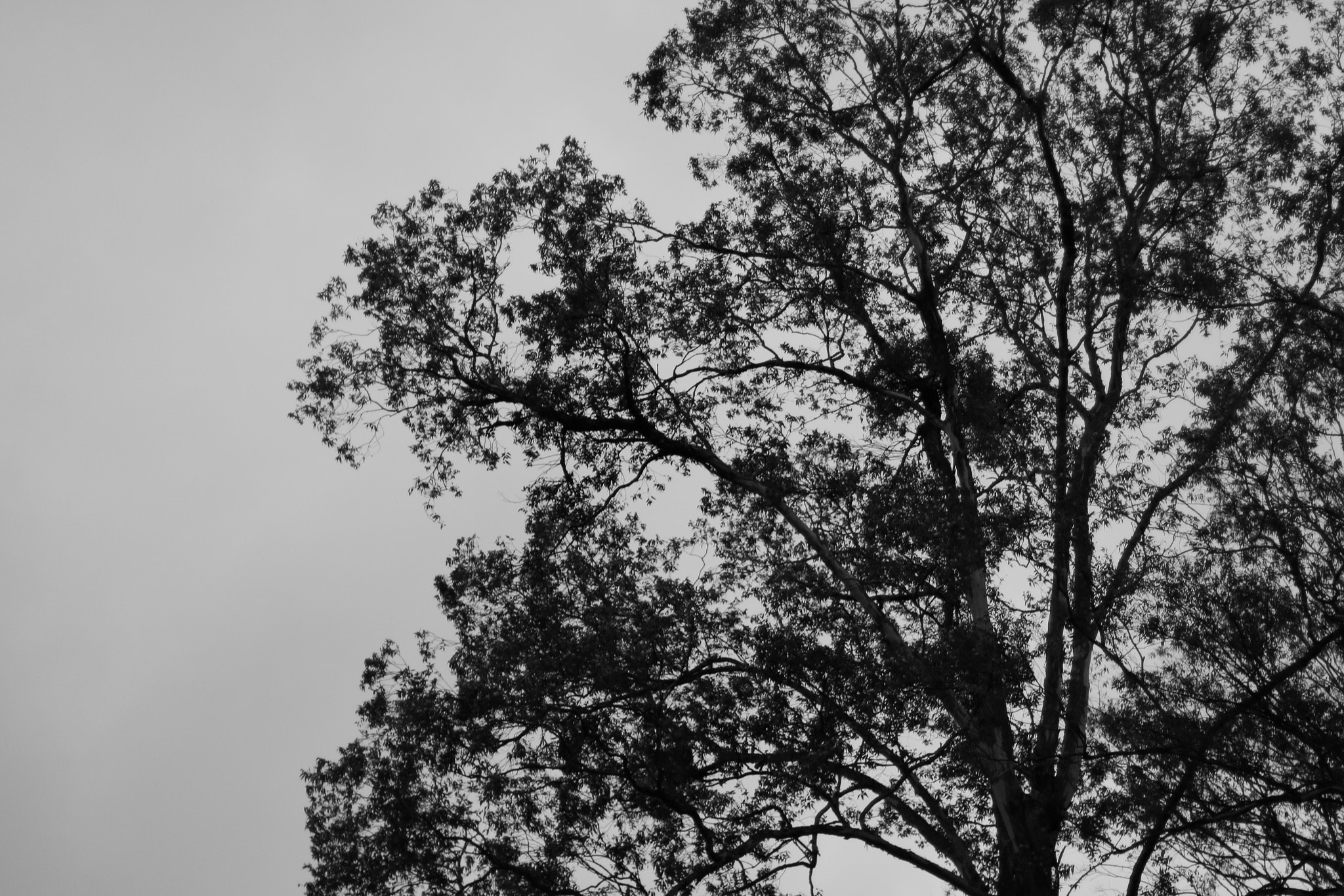 Canon EOS 700D (EOS Rebel T5i / EOS Kiss X7i) sample photo. Gray photography
