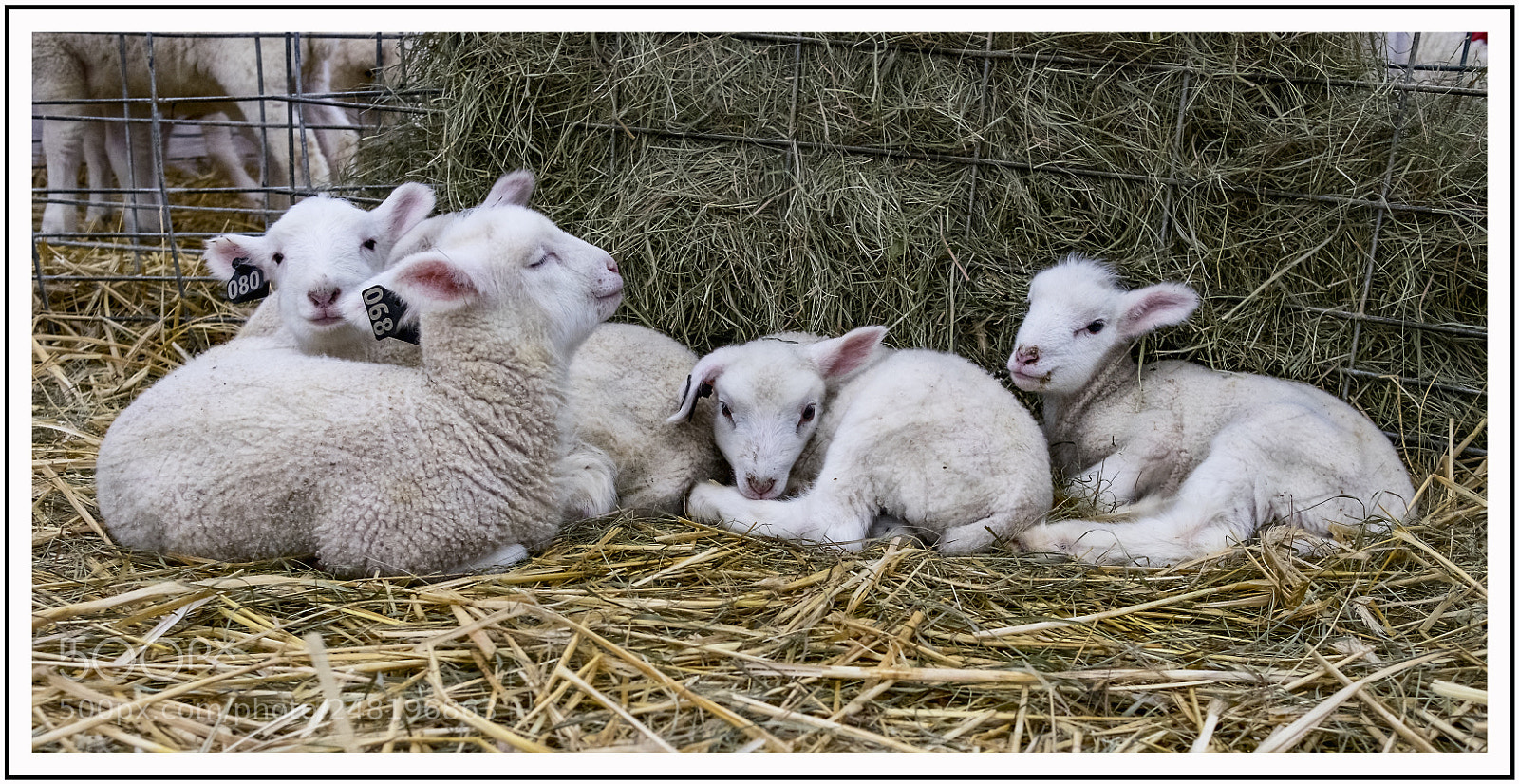 Fujifilm X-T1 sample photo. New born cute photography