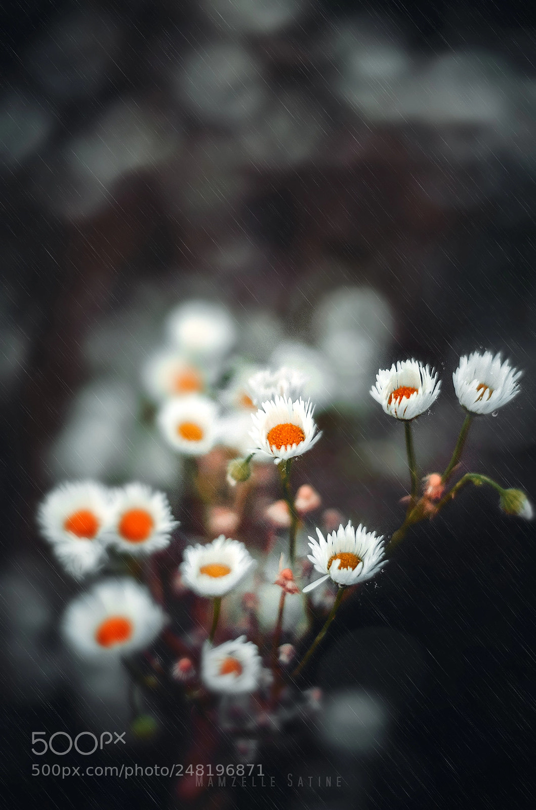 Nikon D5100 sample photo. En attendant le retour photography