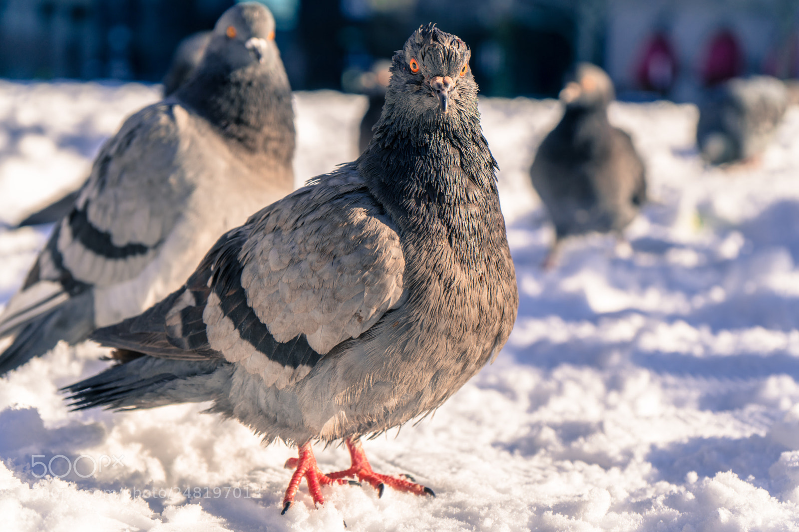 Sony a7 sample photo. Pigeon stare photography