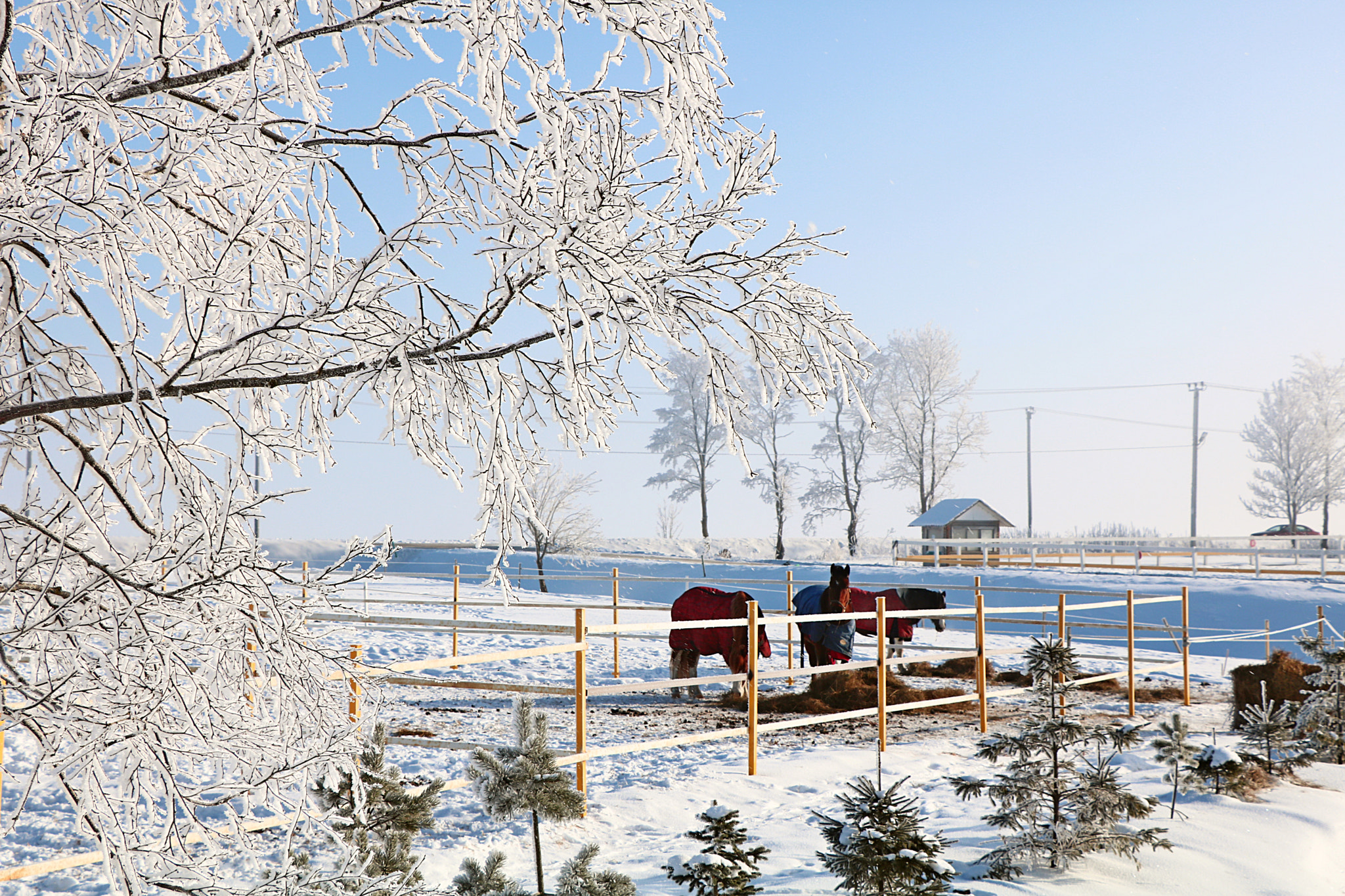 Canon EOS 750D (EOS Rebel T6i / EOS Kiss X8i) sample photo. Сегодня мороз photography