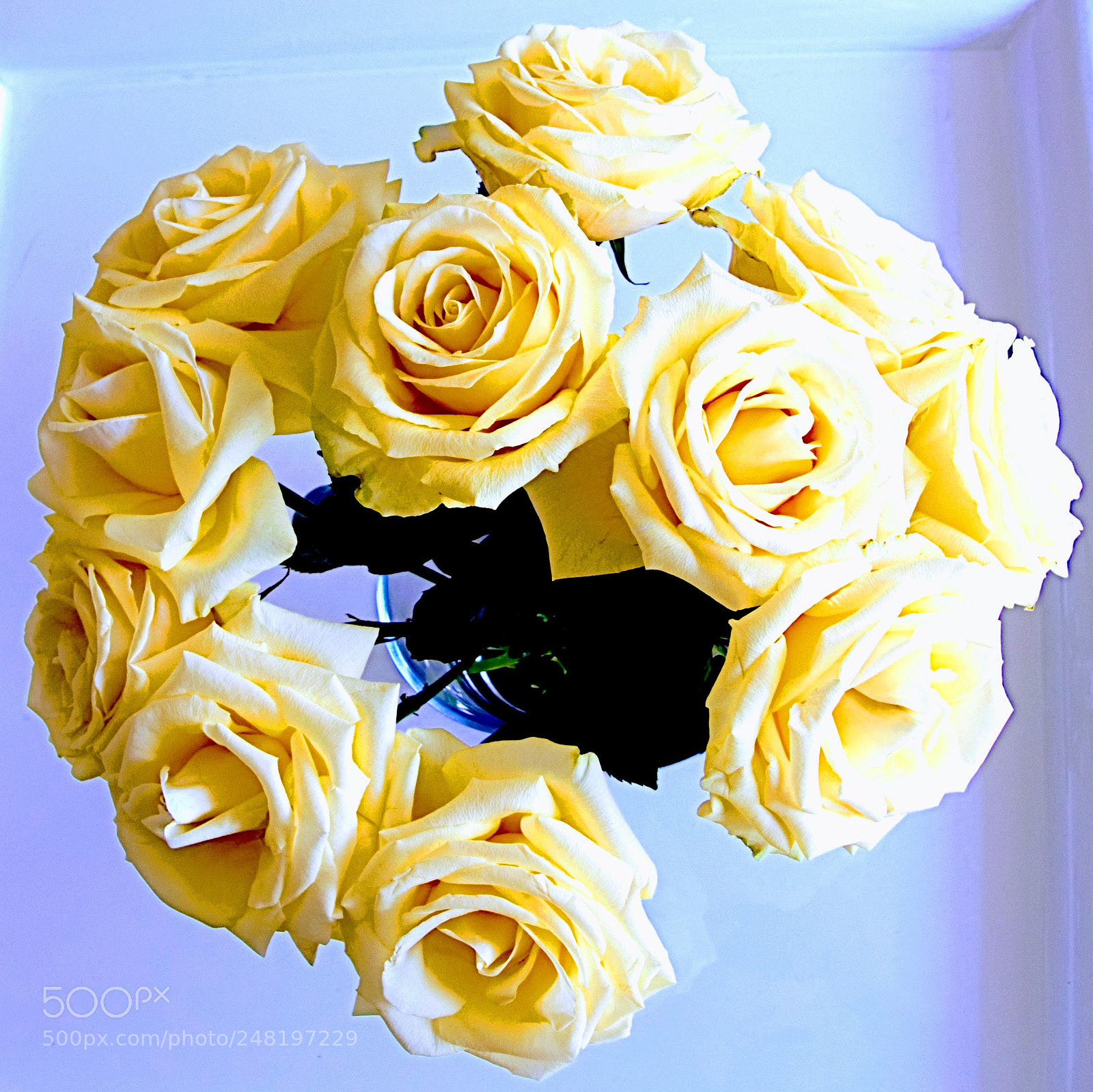 Sony Cyber-shot DSC-RX100 III sample photo. Roses from above photography