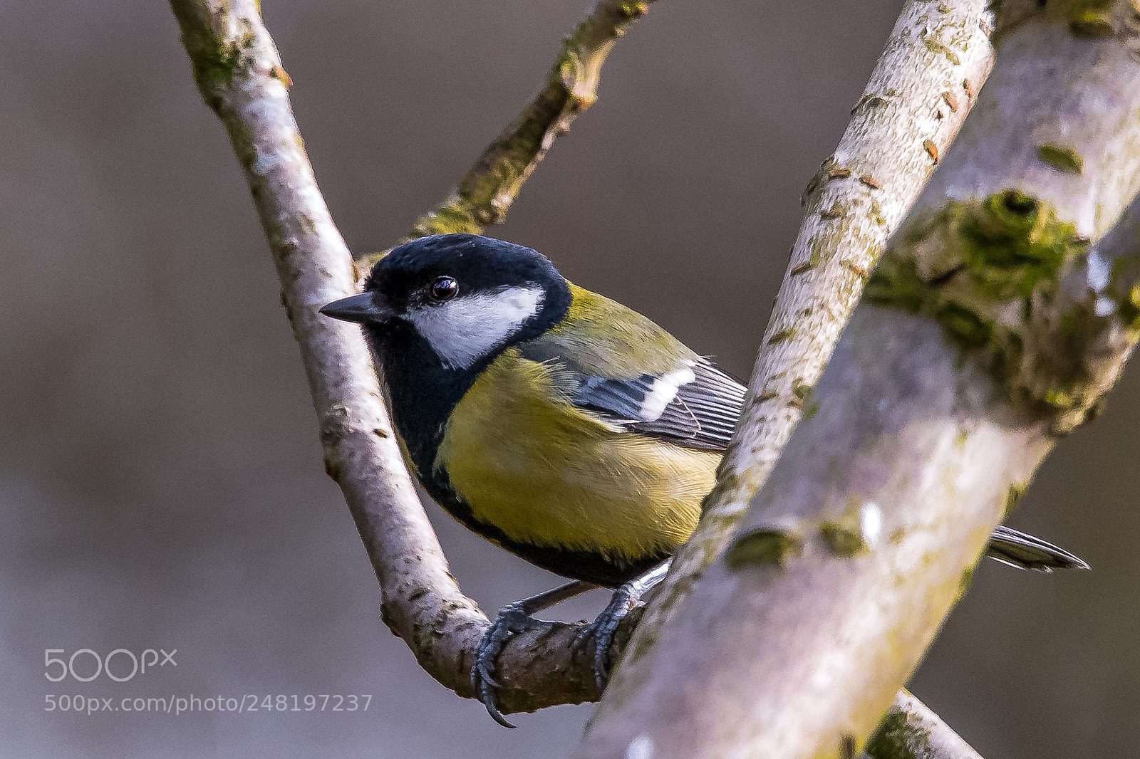 Nikon D850 sample photo. Great tit perch photography