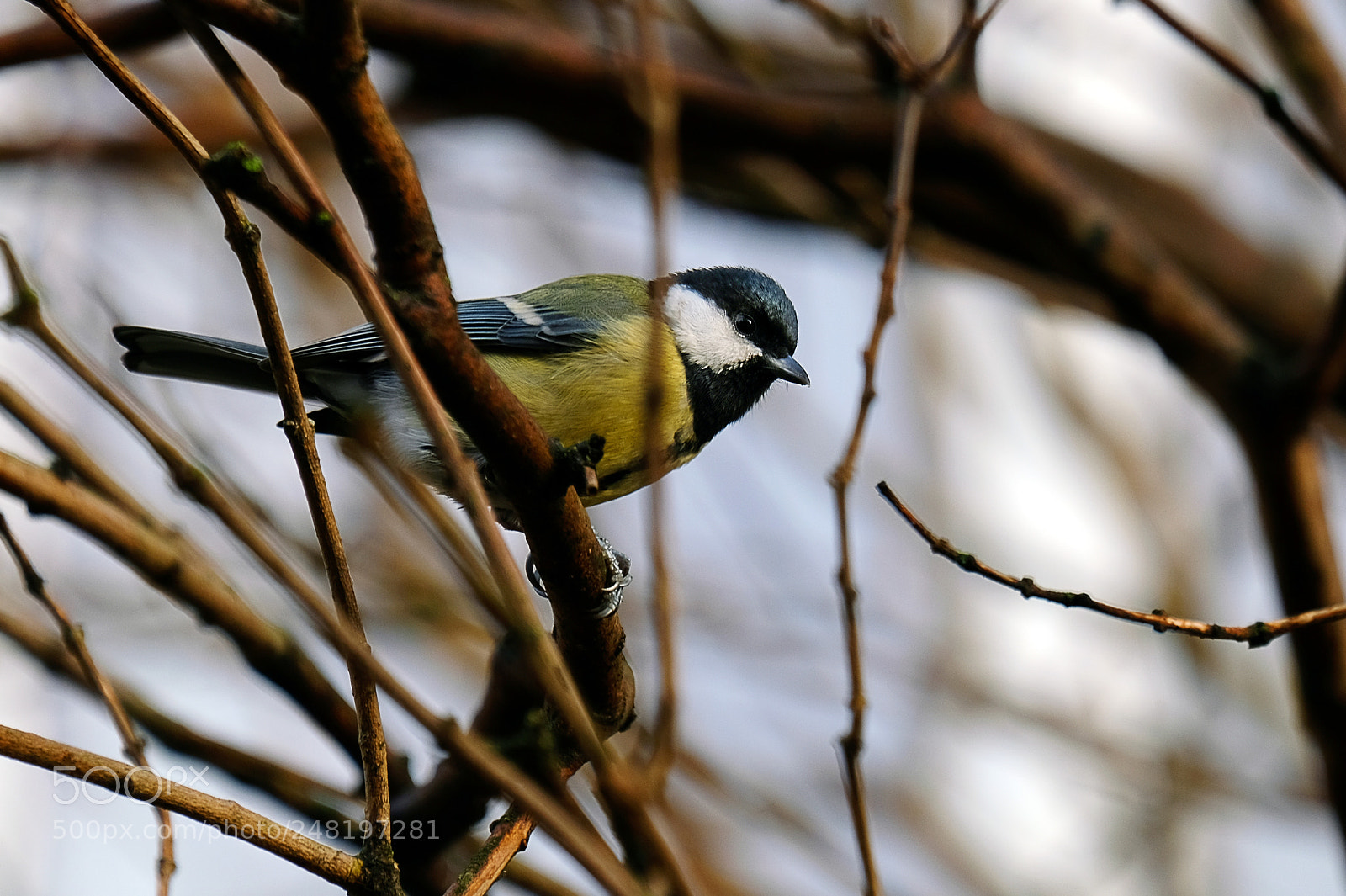 Fujifilm X-T20 sample photo. Tit for the spring photography