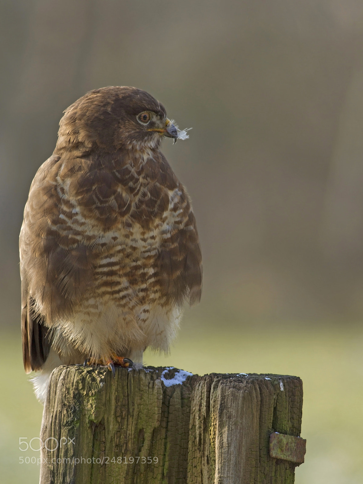 Canon EOS 7D sample photo. Buizerd (buteo buteo) photography