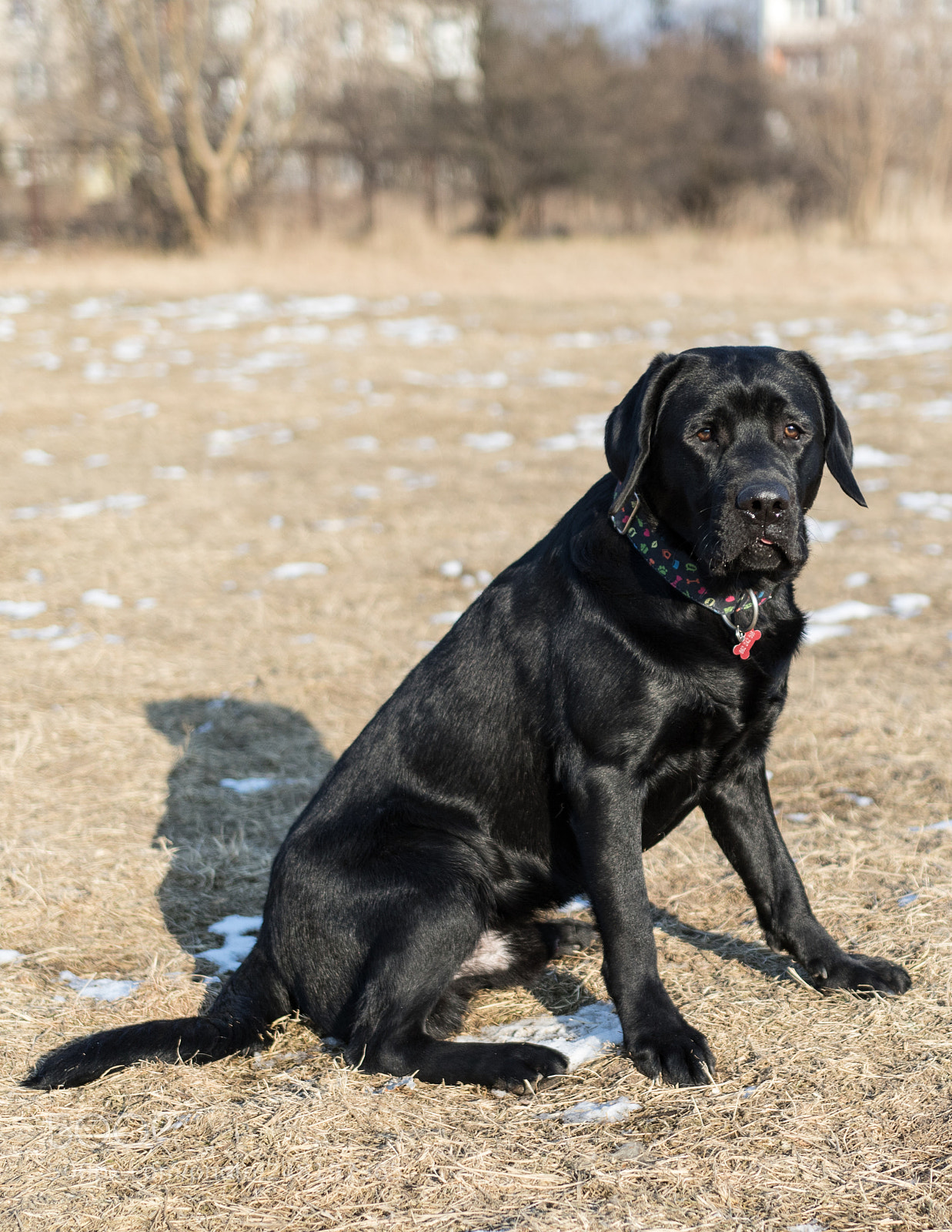 Canon EOS 7D Mark II sample photo. Black lab "frodo" photography