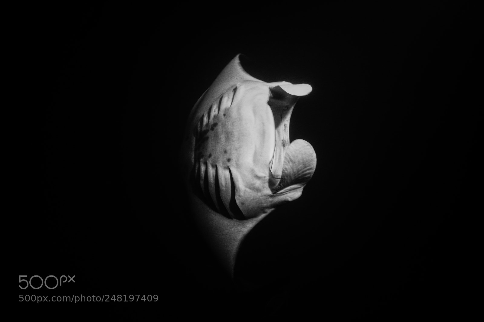 Sony a7R II sample photo. "ghost" photography