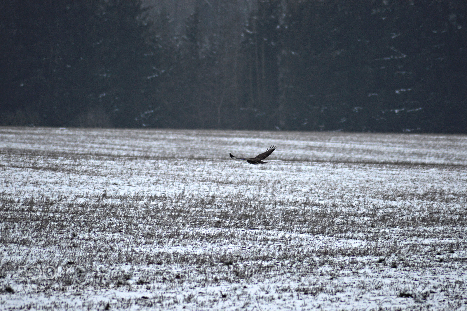 Nikon D3200 sample photo. Untitled photography