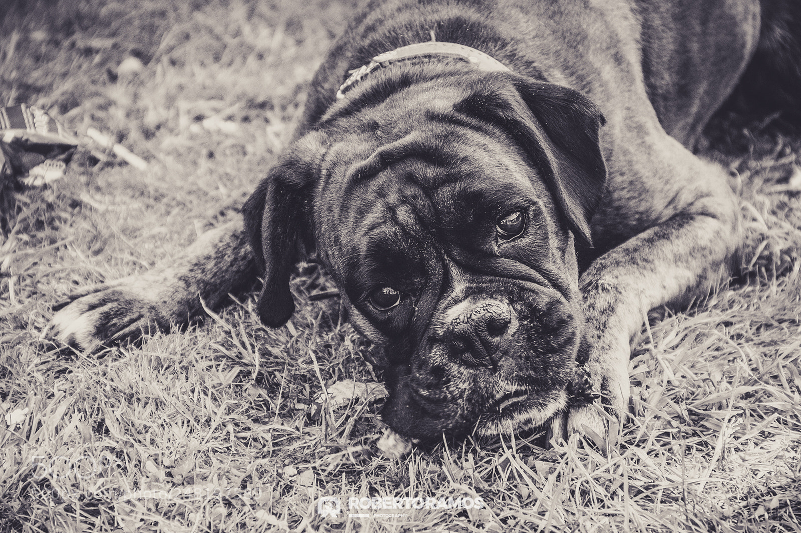 Canon EOS 60D sample photo. Are you looking to photography