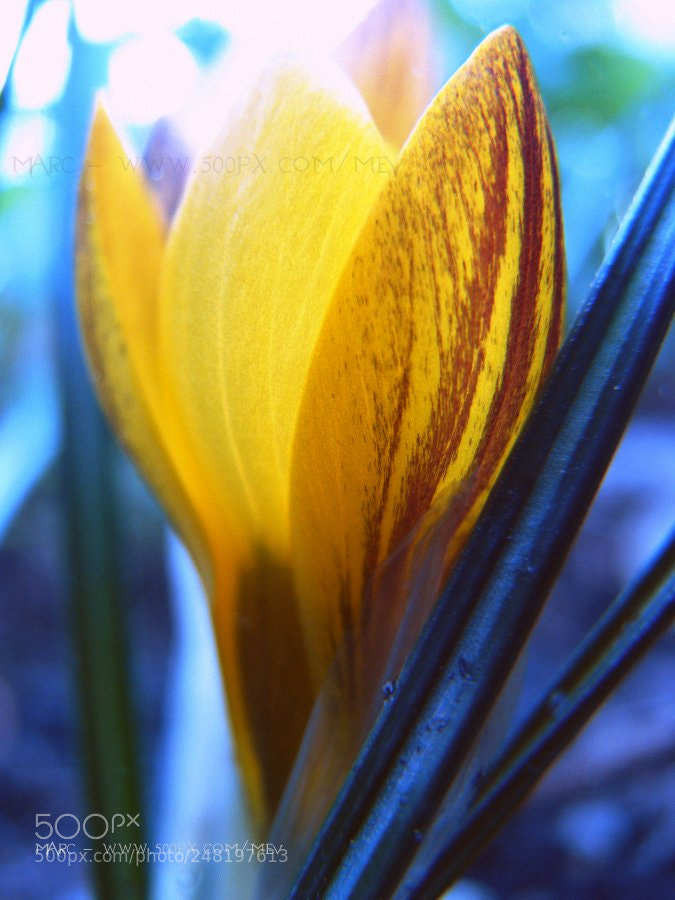 Canon POWERSHOT S5 IS sample photo. Little sun photography