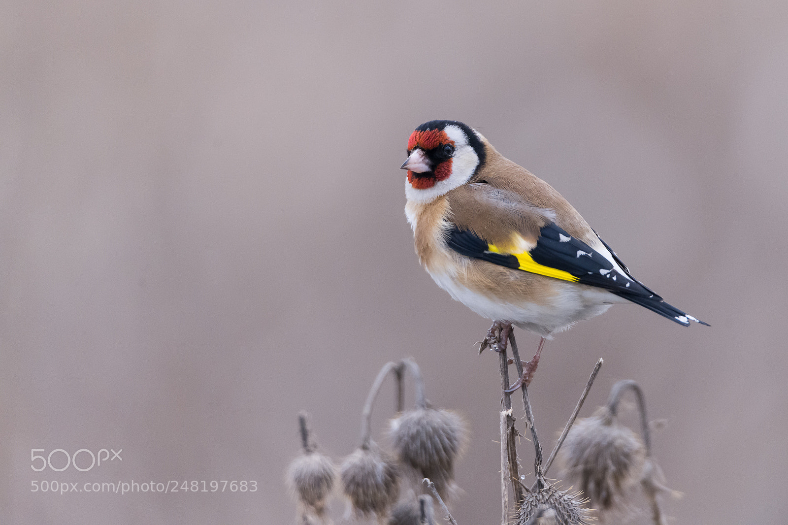 Nikon D850 sample photo. Goldfinch photography