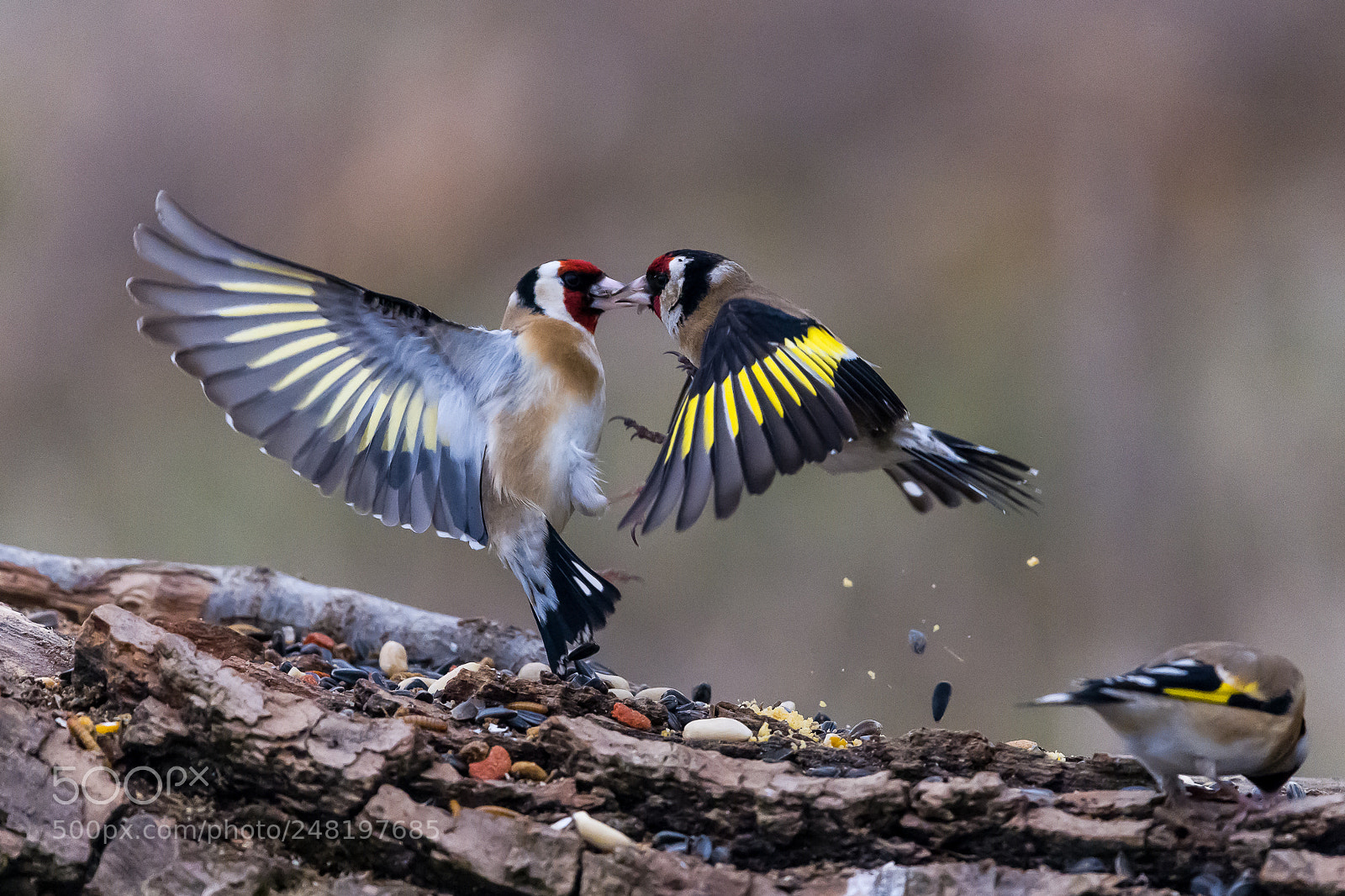 Nikon D850 sample photo. Golfinches fighting photography