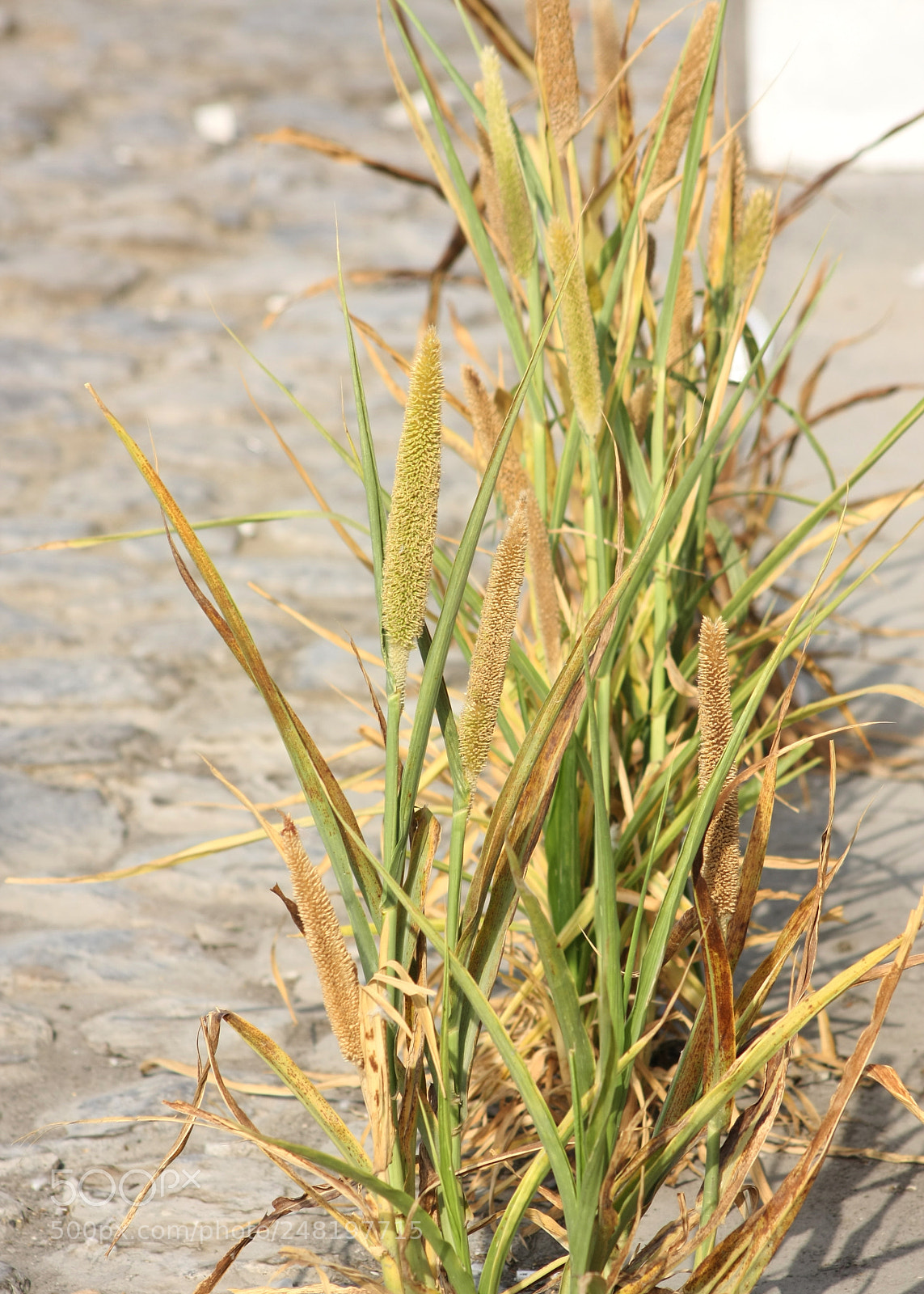 Canon EOS 40D sample photo. Grass photography