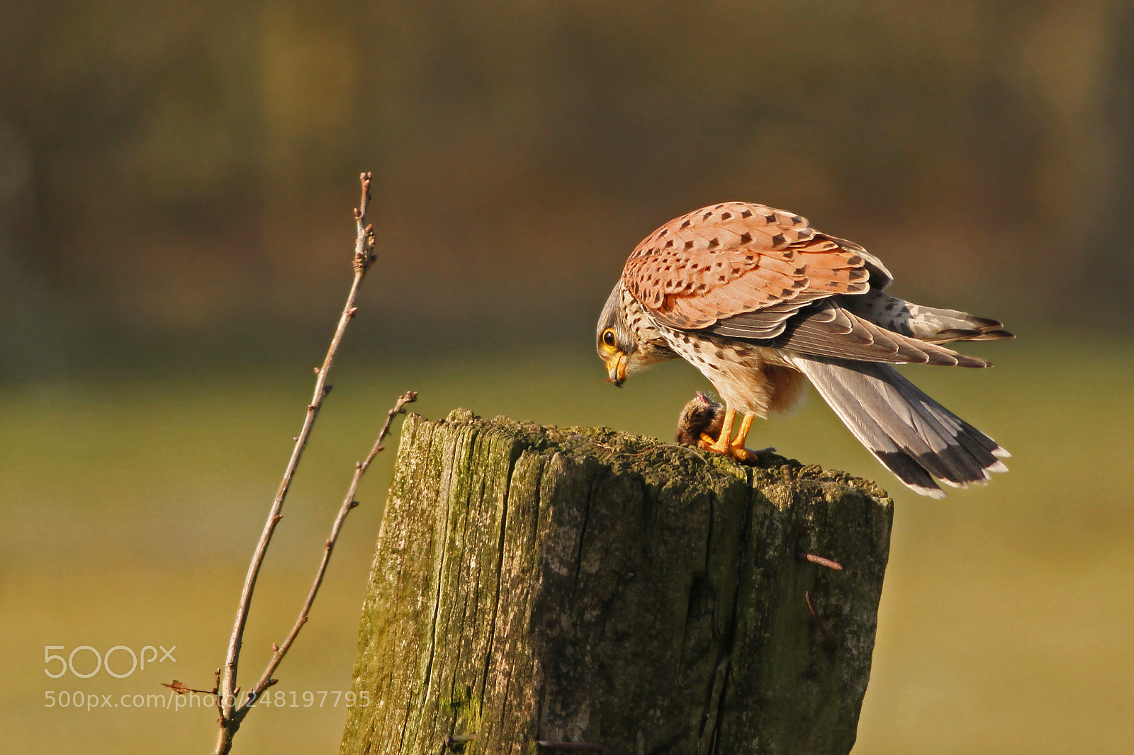 Canon EOS 7D sample photo. Torenvalk (common kestrel} photography