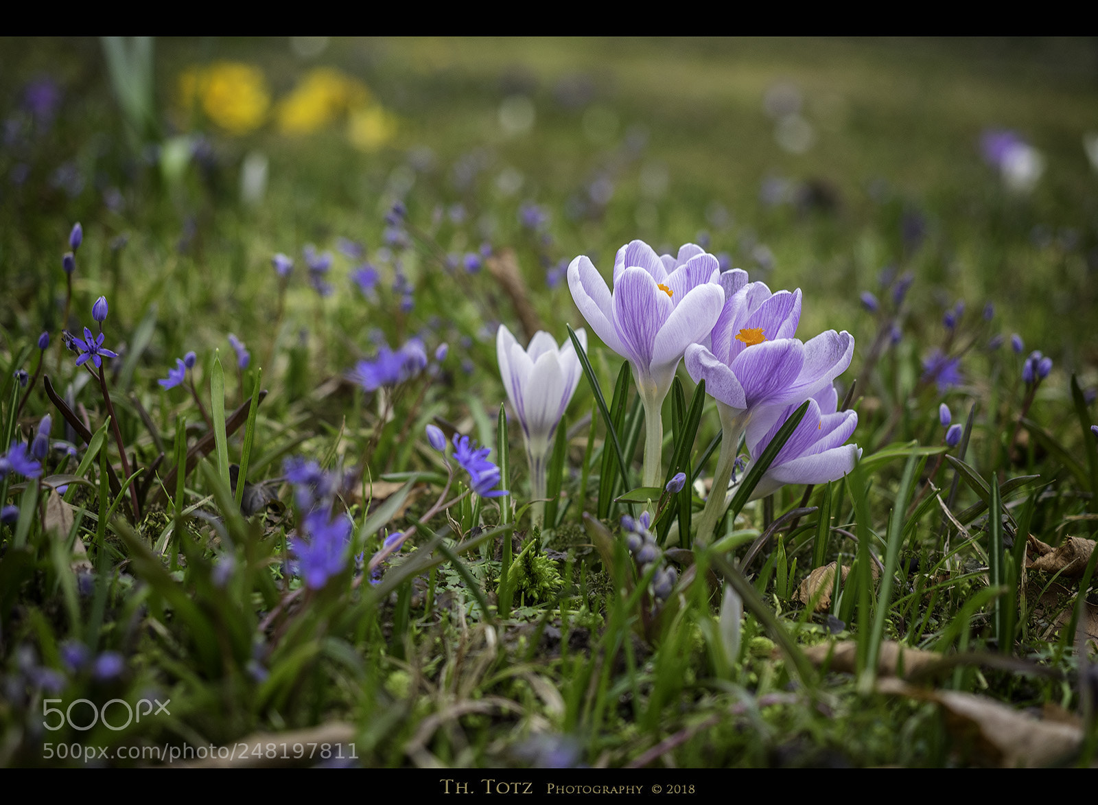Olympus OM-D E-M1 sample photo. Spring flowers photography