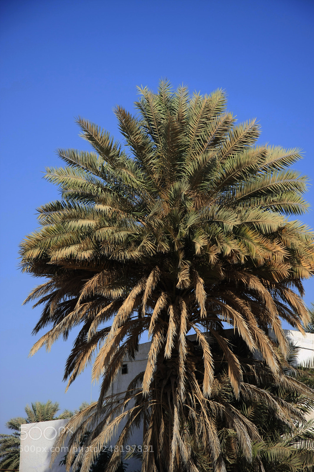 Canon EOS 40D sample photo. Dates tree photography